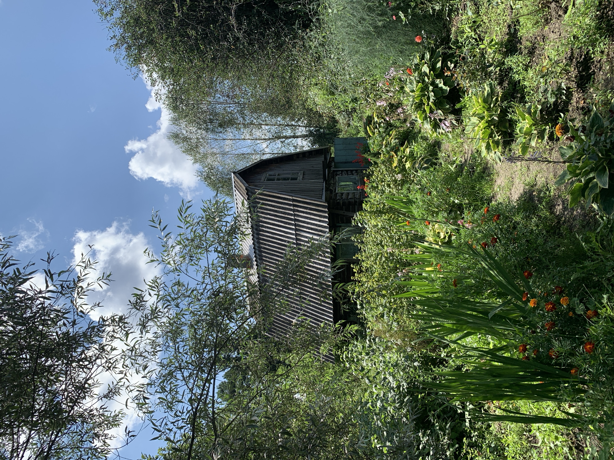 A wooden house with a corrugated metal roof is partially obscured by lush green foliage and flowers in Novostroika, Russia. The house appears to be made of logs, with a small window on the upper level and a green wooden gate to the right. A dirt path winds through a vibrant garden filled with various plants, including tall green leaves, orange and red flowers, and hosta plants. Tall trees and branches frame the scene, with a bright blue sky and white clouds visible above. The overall impression is one of a rustic, overgrown, and tranquil setting.