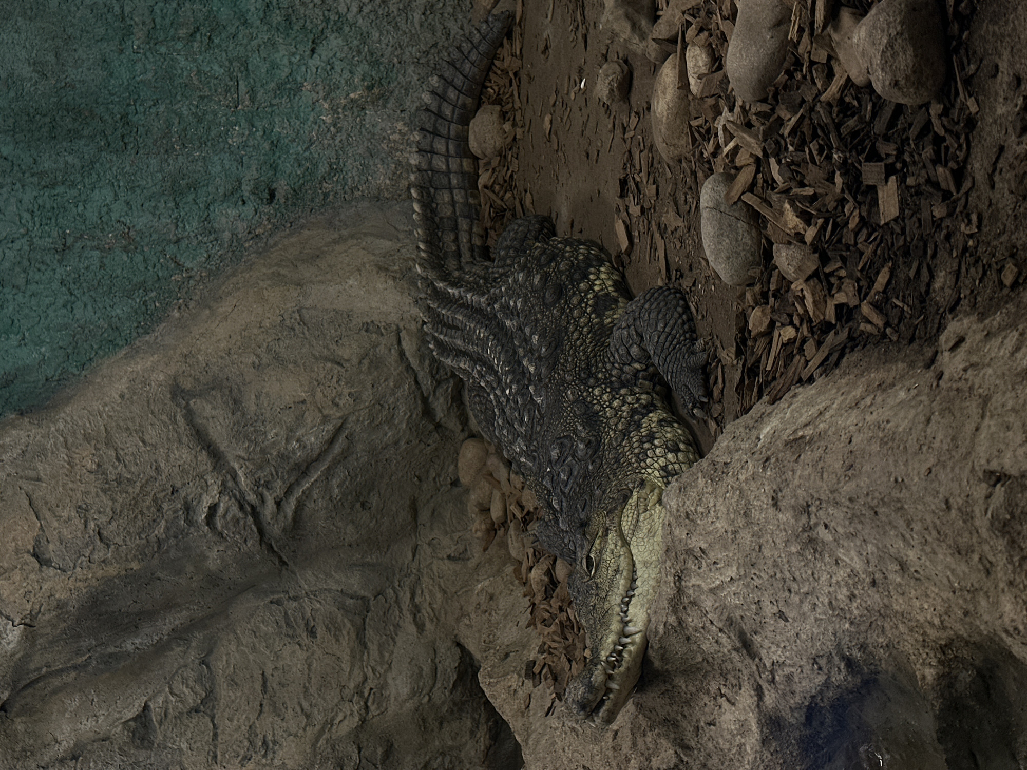 The image shows an overhead view of a crocodile partially concealed amongst rocks, dirt, and wood chips. The crocodile's tail extends upwards towards the left of the frame. Its head is positioned towards the right, nestled between rocks. The crocodile's skin exhibits a textured, scaled appearance, with colorations ranging from dark gray to yellowish-green. The background consists of a mix of rock formations, dirt, and wood chips. The location appears to be a zoo or controlled environment. The city and state are not determinable from the image.