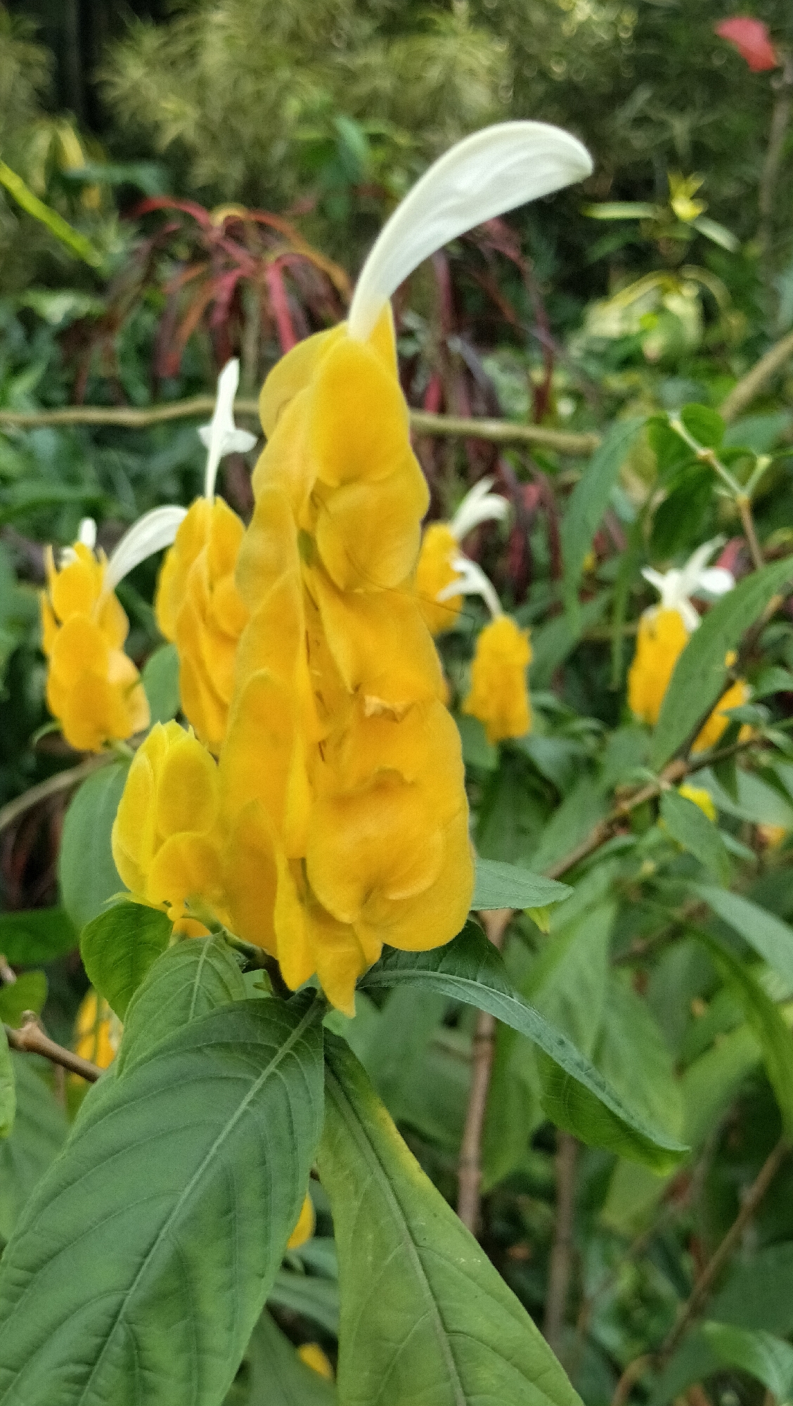 In the foreground, a cluster of vibrant yellow flowers with delicate white tips are in focus. The flowers are part of a plant with large, green, veined leaves. The background is a soft blur of green foliage and hints of red and pink leaves, suggesting a lush, natural environment. This image was captured in the Singapore Botanic Gardens, a UNESCO World Heritage Site in Singapore.