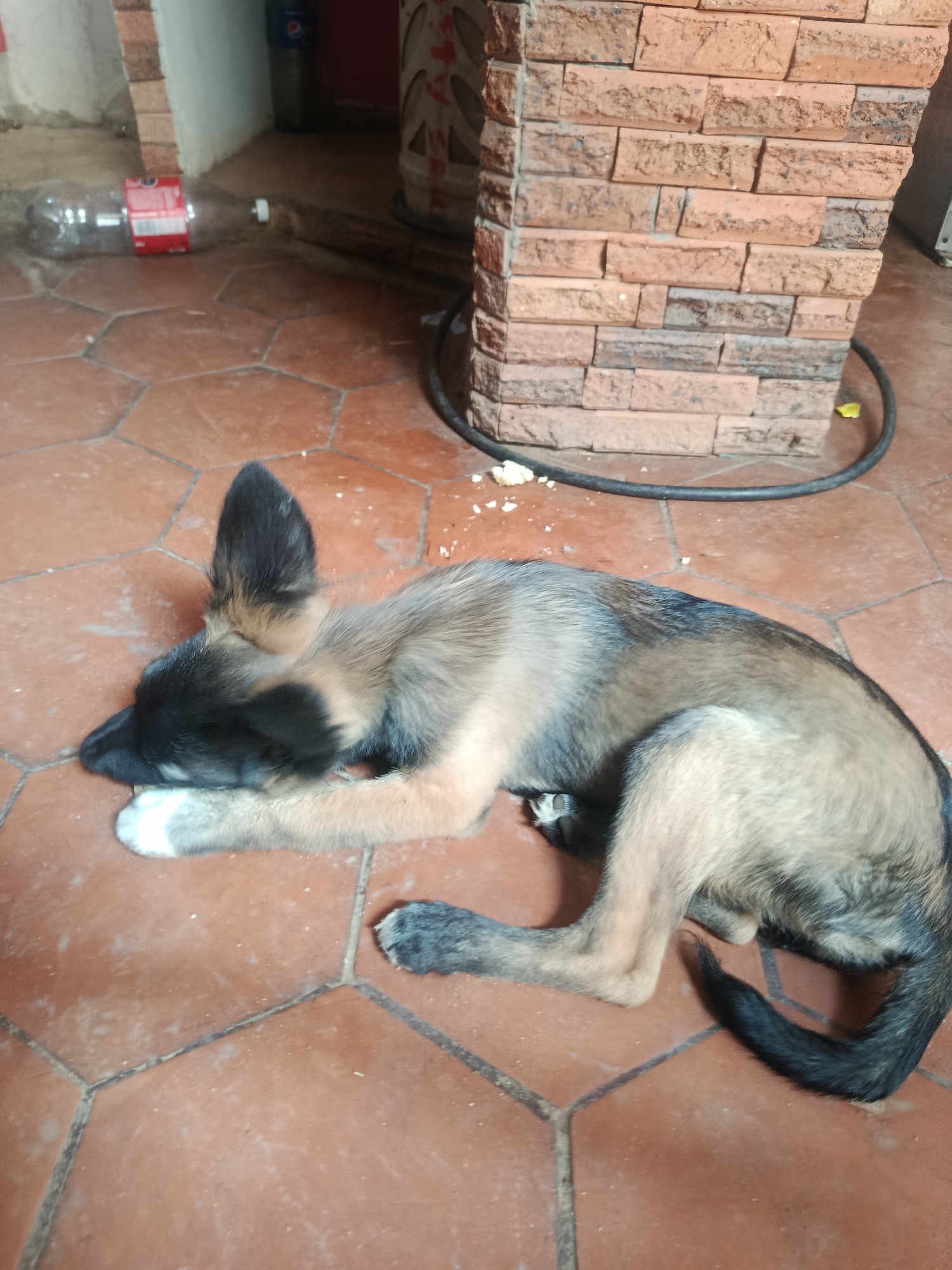 The scene depicts a young dog lying on a reddish-brown, hexagonal-tiled floor. The dog is predominantly tan and gray with black markings around its head and tail. One paw appears to be white. The dog is curled up with its head resting on its paws.
In the background, there is a brick pillar and a black coiled hose. Further back and to the left, there is a plastic bottle and a red box. The location is in Juan Griego, Venezuela, based on available geolocation data.
