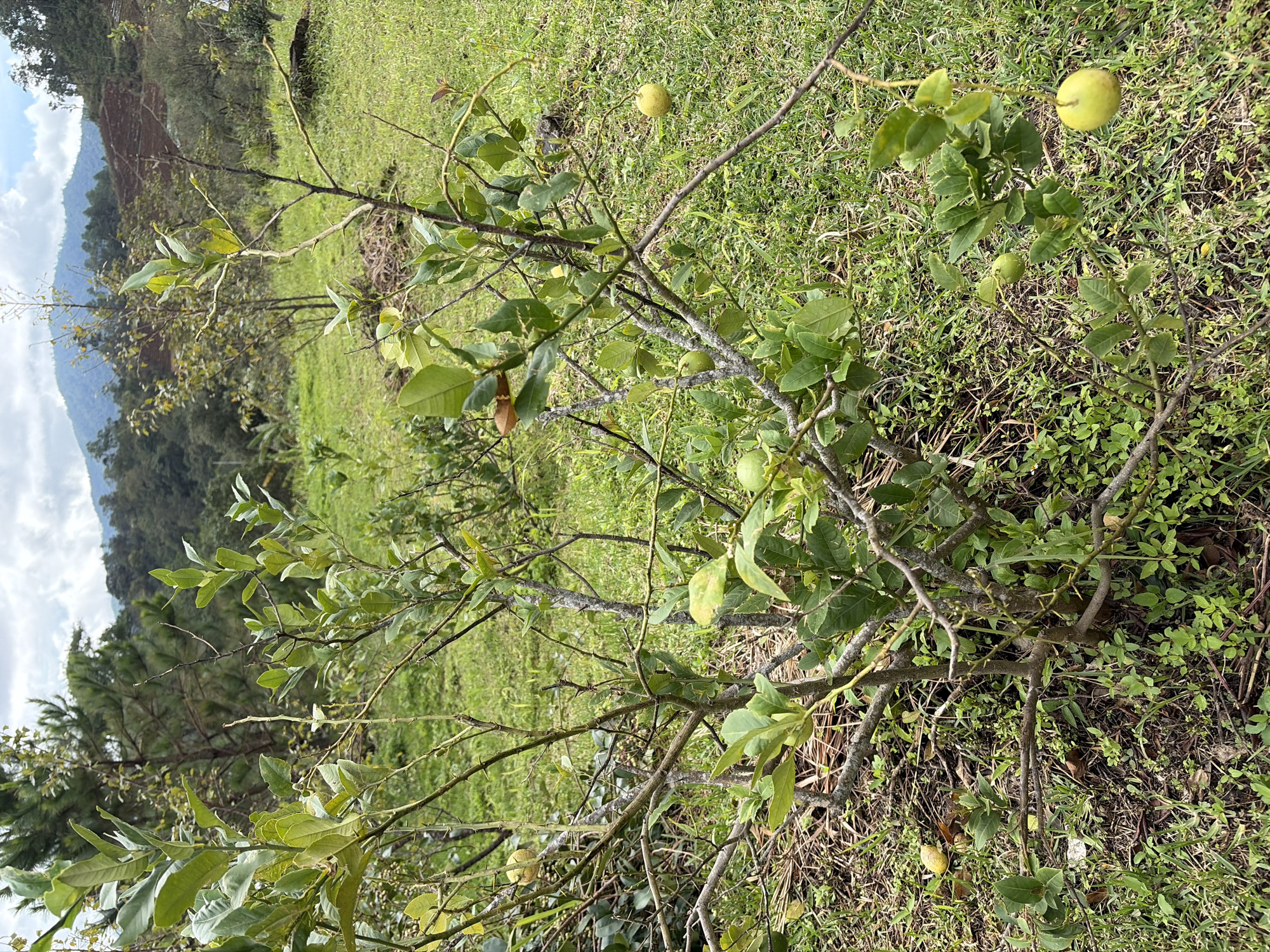 In the city of Ban Khun Wang, Thailand, a small, thorny lemon tree stands on a grassy slope. The tree has sparse green leaves and several small, pale yellow lemons. In the background, more trees and hills can be seen, with some terraced land visible on one of the hills. The sky is overcast with some clouds. There are no people or animals present in the image.