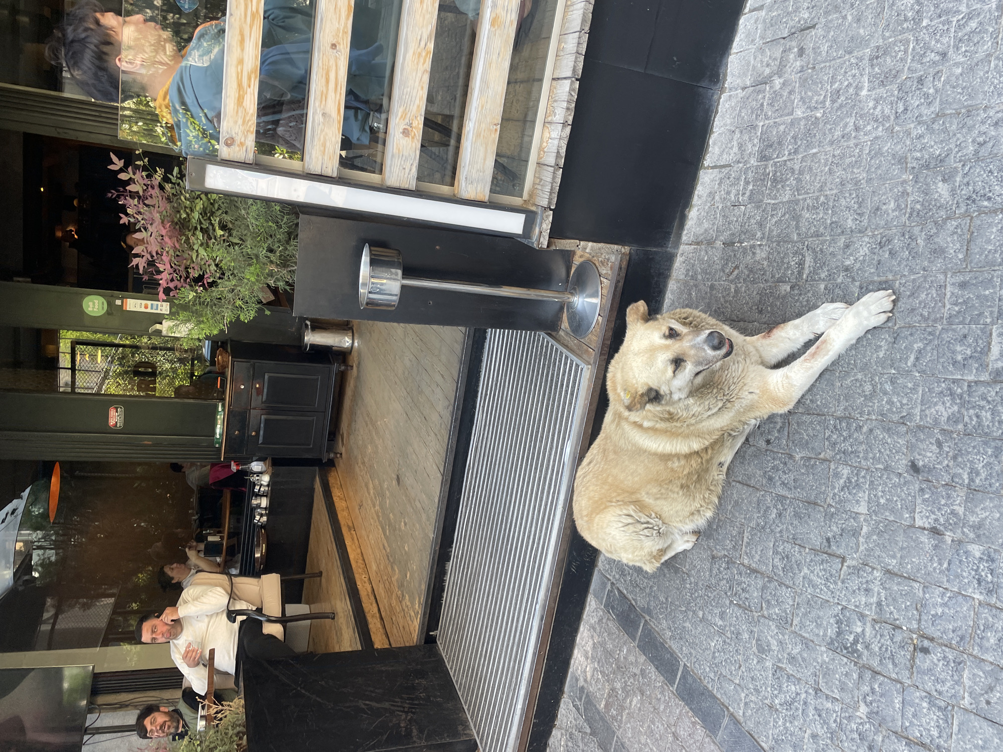 A slightly rotated, daytime image captures a beige or cream-colored dog resting on a dark grey cobblestone pavement outside what appears to be a cafe or restaurant in Tbilisi, Georgia. The dog lies on its side with its front paws extended, its head slightly raised and turned towards the establishment. Reddish marks, possibly indicating minor injuries or old wounds, are visible on its front left leg.
Adjacent to the dog is the cafe's exterior, featuring a large glass window partially obscured by vertical light-toned wooden slats. A small plant with vibrant pink and green foliage sits beside the window. A slender metallic ash tray stand is positioned near the entrance, where a metal grate covers part of the ground.
Inside the cafe, visible through the reflective glass, several individuals are seated. A person with dark hair, wearing a blue jacket and yellow garment, is seen looking outwards near the top left. Further inside, a man with a beard and dark hair, dressed in a white long-sleeved shirt, is seated at a table, holding a glass and looking towards the camera. Another person is partially visible behind him. The interior features dark wooden cabinetry and various tables and chairs, with hints of greenery from plants or reflections.
The scene suggests a relaxed atmosphere during daylight hours. The dog is peacefully resting, while the cafe patrons appear to be socializing or dining. There is a green circular sign and a white sign with colorful icons visible inside the cafe, but any text on them is illegible.