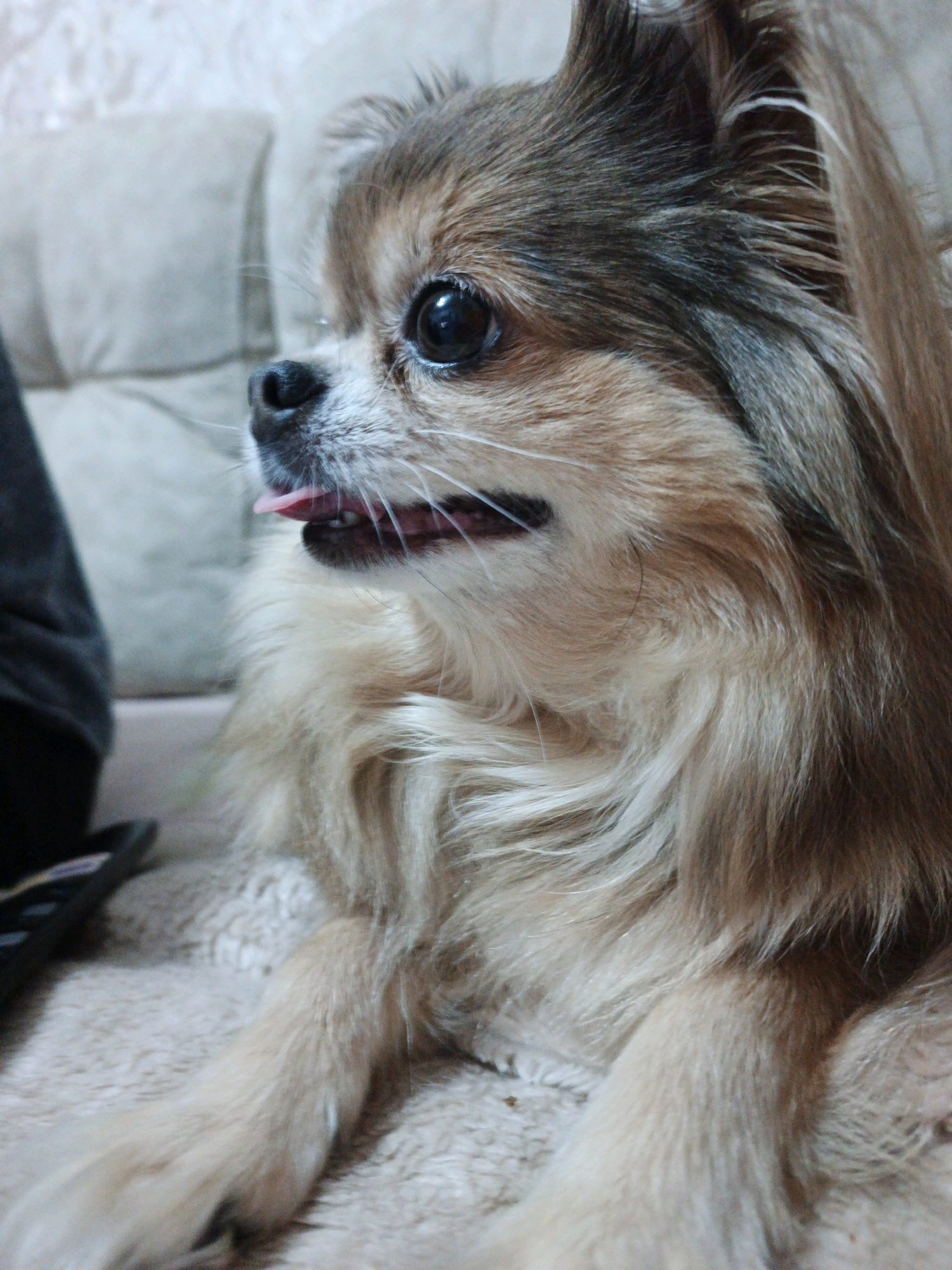 A long-haired, brown and tan chihuahua dog is pictured in a close-up, profile shot. The dog is lying down on a textured, light-colored blanket. Its head is turned to the left, and its tongue is slightly sticking out. In the background, a beige upholstered couch is visible. The scene appears to be indoors, likely in a residential setting. There is no indication of the city of Zlatoust, Russia.