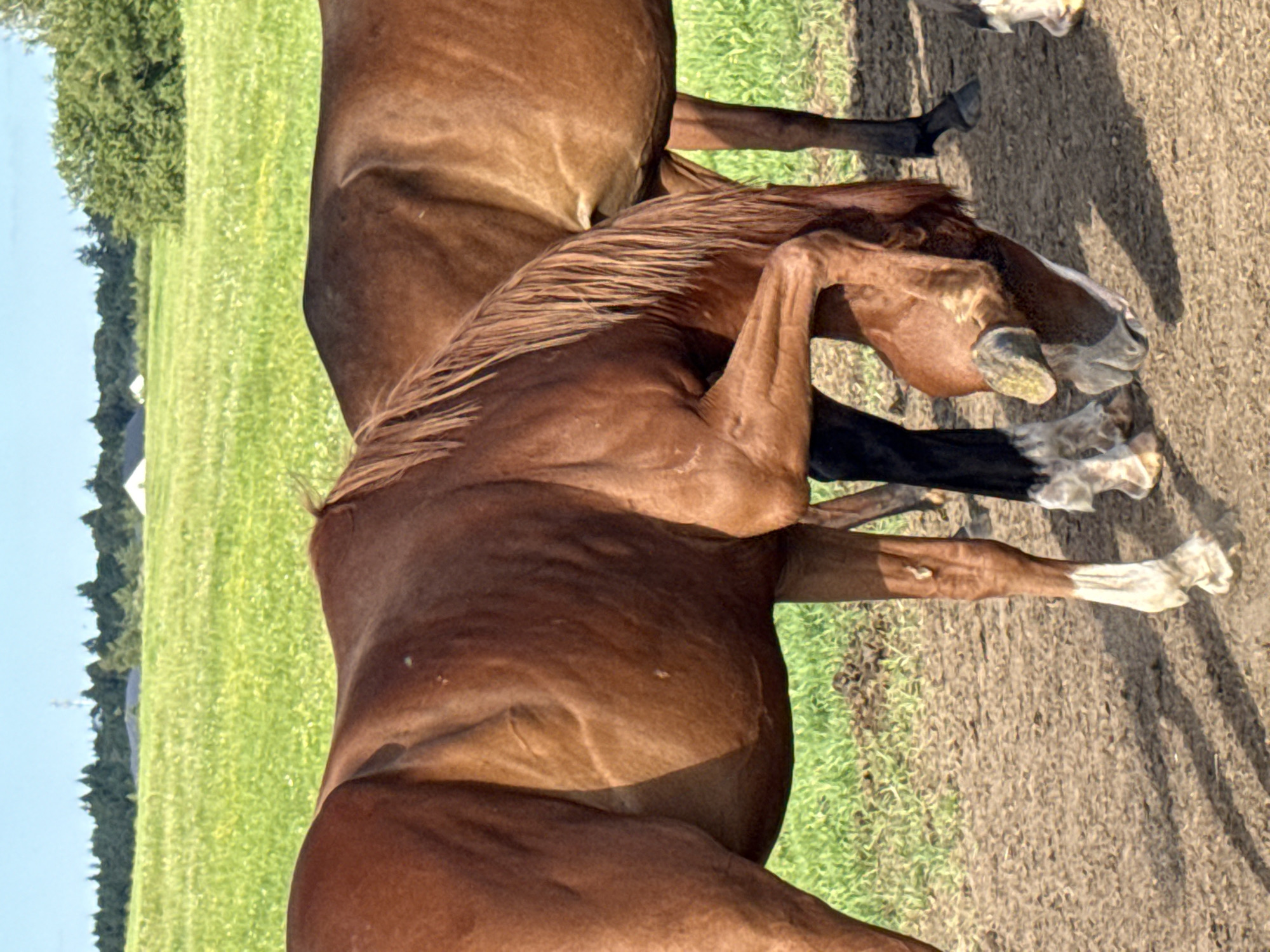 The image shows two brown horses in a field in Galinė, Lithuania. The horse in the foreground is bending its head down, with its forelegs crossed. The other horse stands behind it. The ground is dirt and there is a grassy field in the background, with trees and buildings in the distance. The sky is blue with some clouds.