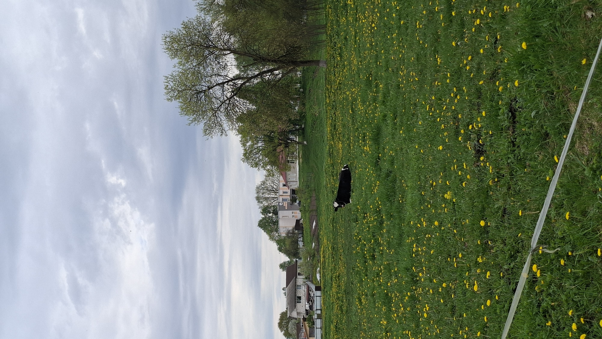 The image shows a field of dandelions on a green grassy area in Забалоцкі сельскі Савет, Belarus. A black and white dog stands in the middle of the field. The background includes houses and trees, with a cloudy sky above. A white fence runs along the right edge of the field.
