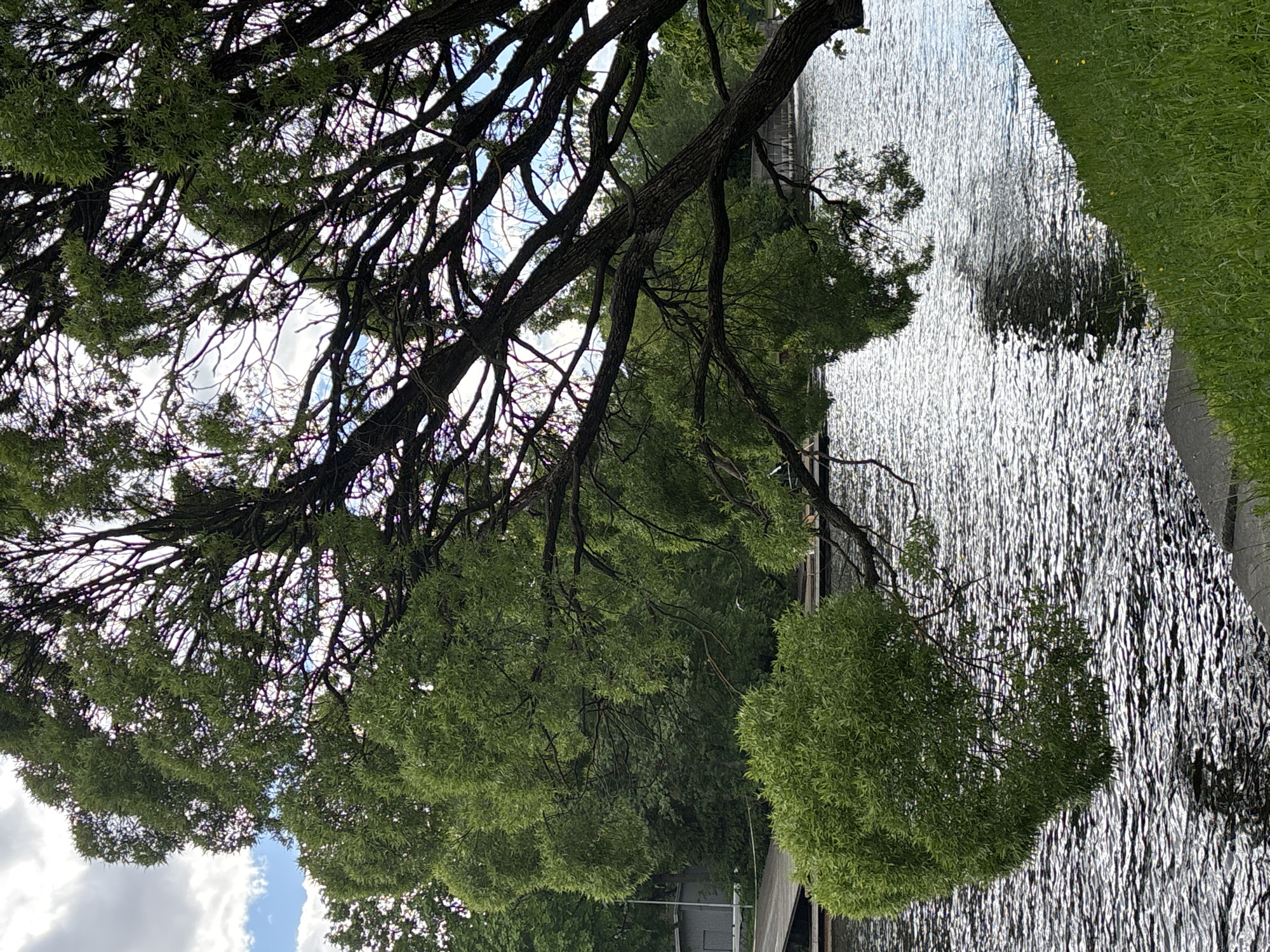 The image captures a park setting in Saint Petersburg, Russia, with a weeping willow tree prominently featured. The tree's branches extend over a body of water, likely a canal or river, reflecting sunlight with a metallic sheen. On the right side of the water, a strip of green grass forms a bank or embankment. In the background, buildings and additional trees are visible. The sky is partially obscured by the tree branches and leaves, revealing patches of blue and white clouds.