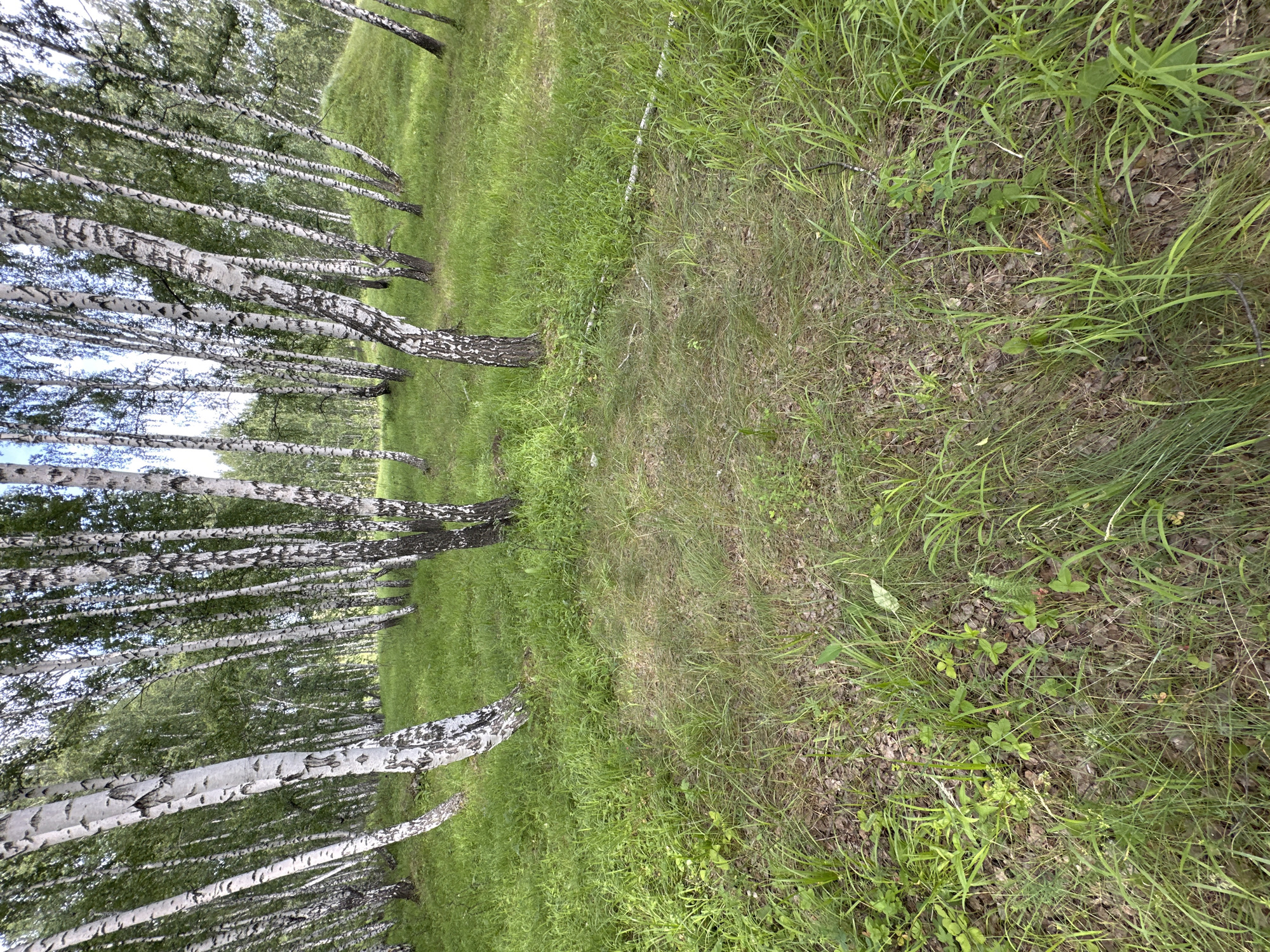 The image depicts a forest scene with a prominent stand of birch trees on the left side, their white bark with black markings creating a striking visual. The trees are slender and grow in a dense formation, with their branches and leaves forming a canopy overhead, allowing dappled sunlight to filter through. The ground is covered with lush green grass and some fallen leaves, suggesting a natural, outdoor environment.
On the right side of the image, the ground is more exposed, with a mixture of dry grass, fallen leaves, and some smaller plants. The terrain appears to slope gently upwards away from the trees. The lighting suggests it could be daytime, with the sun casting shadows and illuminating the foliage. There are no visible people or specific man-made objects, focusing the attention on the natural elements of the forest. The overall mood is one of tranquility and natural beauty, characteristic of a peaceful woodland setting. The image is oriented vertically, giving a sense of height and depth within the forest.
