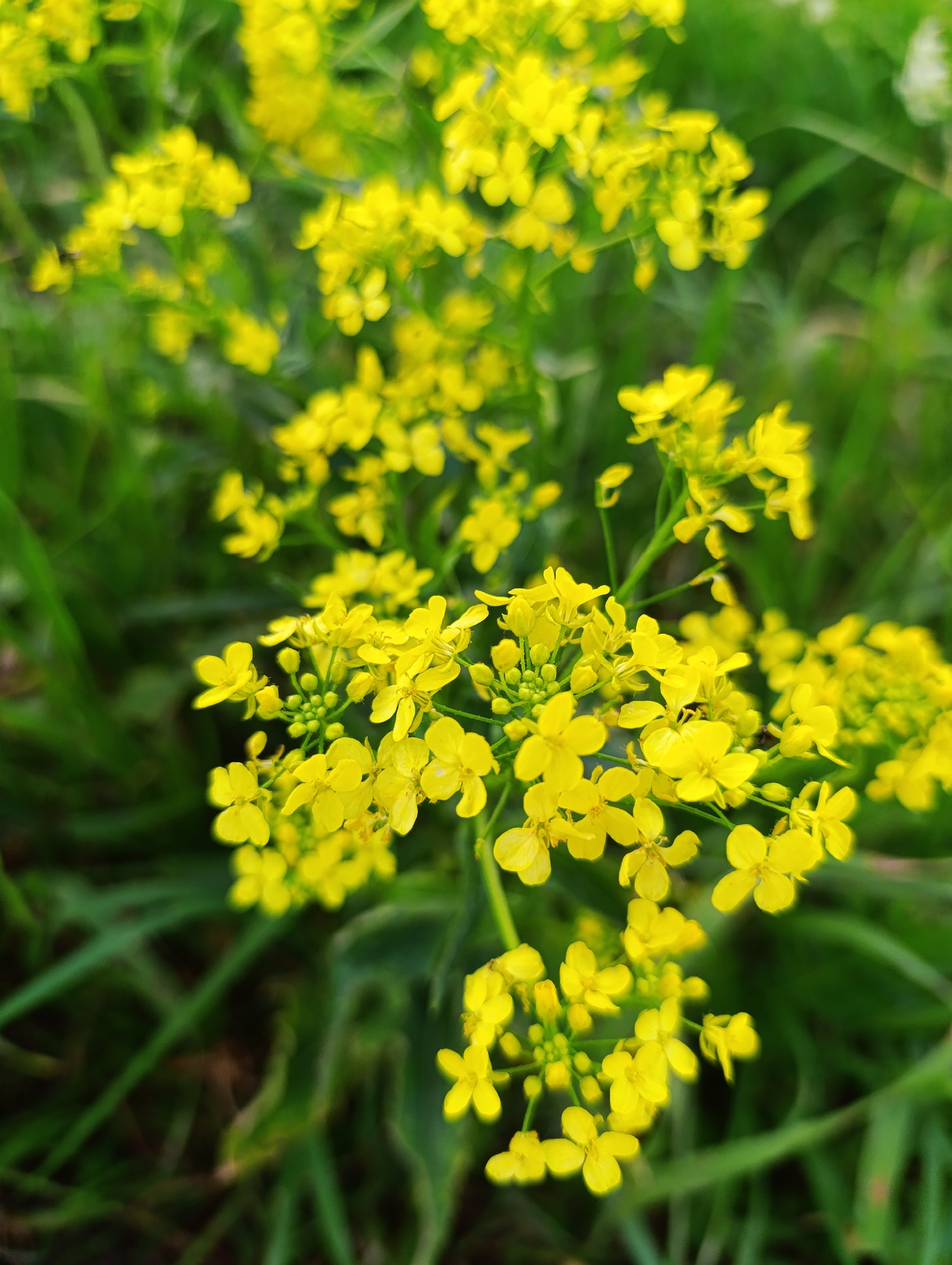 A close-up shot captures a cluster of small, vibrant yellow flowers with green stems and leaves. The flowers are in bloom, with some buds visible as well. The background consists of blurred green foliage, suggesting an outdoor natural setting. The lighting is soft, creating a gentle focus on the flowers. The scene appears to be a natural outdoor environment, possibly a field or garden. There are no people or man-made objects visible in the image.