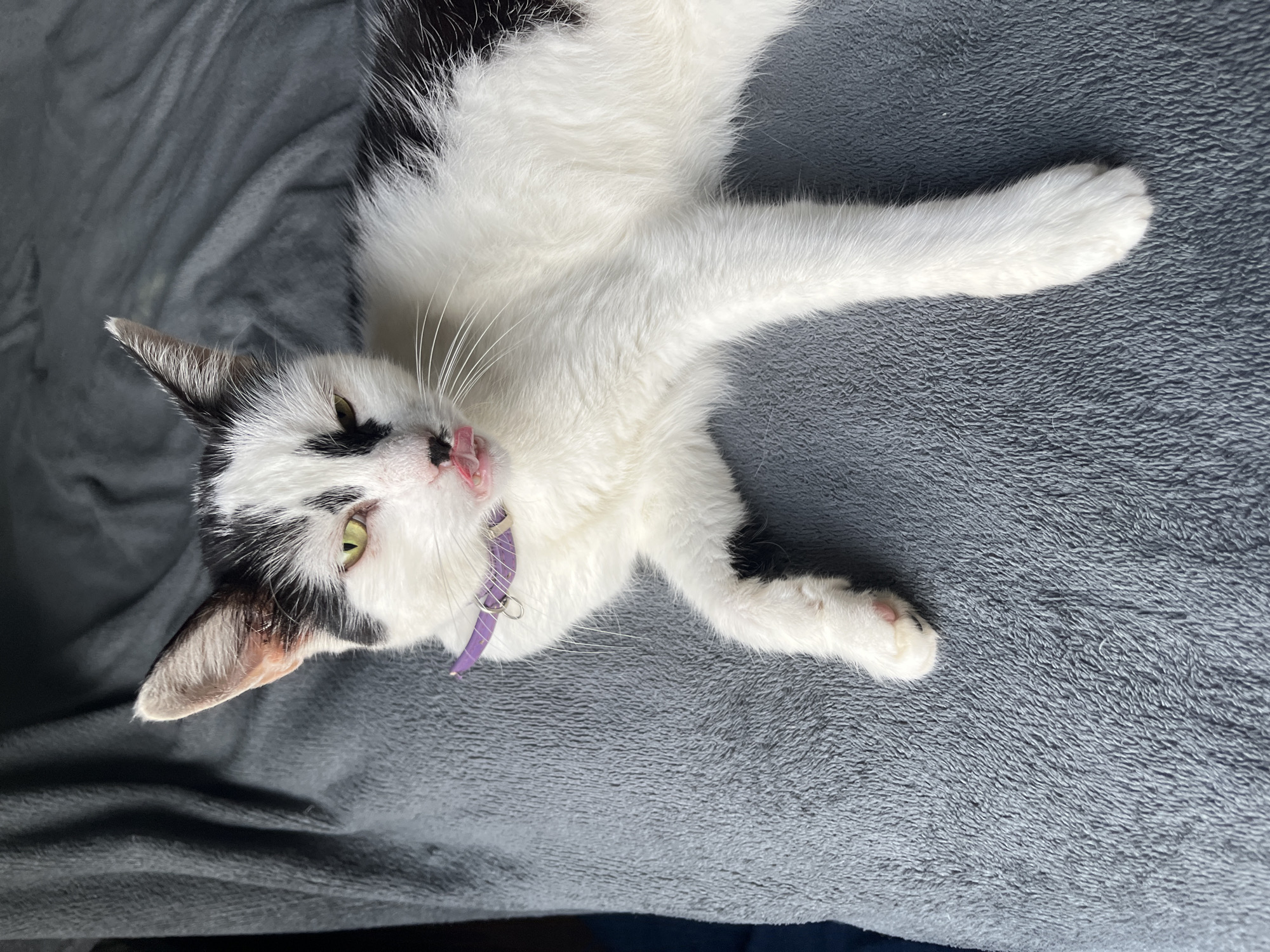 A black and white cat with green eyes lies on its side on a gray, plush blanket. The cat's tongue is sticking out slightly. It is wearing a purple collar. The background is a plain gray blanket. The image is taken from a high angle, looking down at the cat. The location is Ureki, Georgia.