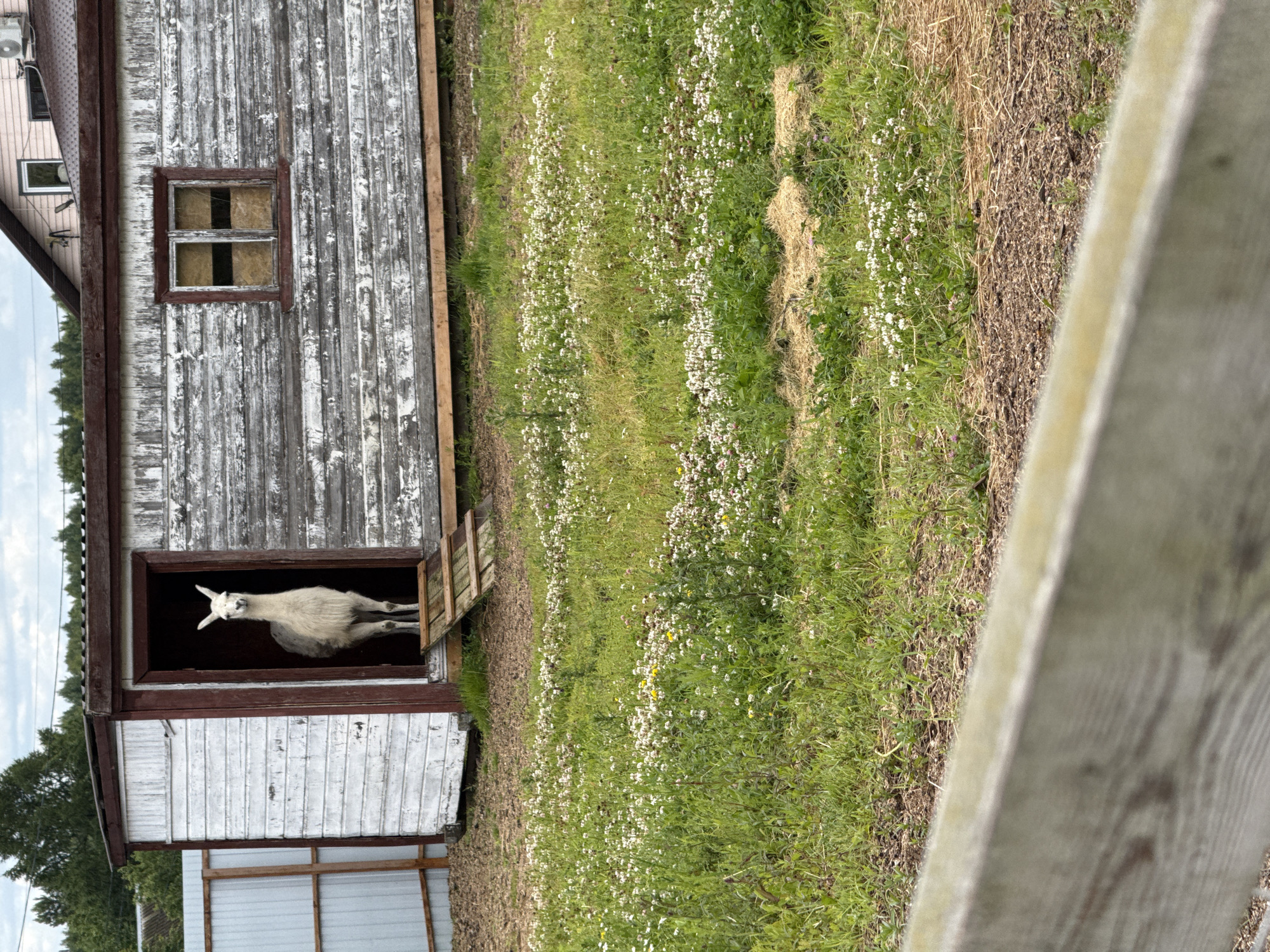 A white llama stands in the doorway of a weathered wooden shed. The shed has a rustic appearance with peeling paint and a small window above the doorway. The llama has its head tilted and is looking directly at the camera with a curious expression. The shed is situated in a grassy field dotted with small white wildflowers. To the right of the shed, there is a wooden fence. The scene suggests a rural setting, likely a farm or an animal sanctuary, possibly in Kamenka, Russia. The lighting appears to be natural, indicating it could be daytime, with overcast skies contributing to a soft, diffused light. The overall impression is one of a peaceful, rural moment captured with a domesticated animal in its environment.