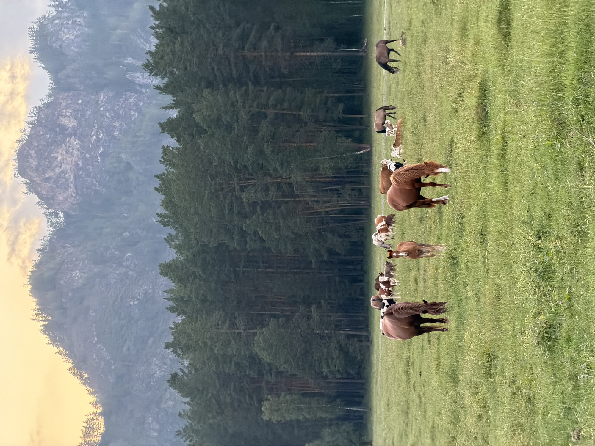 The image depicts a herd of livestock, including horses and cows, grazing in a lush green meadow. In the foreground, several horses are visible, some grazing while others stand. A young foal stands alert near its mother. In the background, a herd of cows, predominantly brown and white, are scattered across the field. Behind the livestock, a dense forest of tall pine trees stretches horizontally across the frame. Towering over the forest are rugged, mist-shrouded mountains with rocky faces and patches of trees on their slopes. The sky above the mountains is a soft gradient of yellow and white, suggesting either sunrise or sunset. The overall scene is one of pastoral tranquility in a mountainous, forested landscape. This image appears to be of a rural area, likely a meadow or pasture, located in the vicinity of Askat, Russia, a village known for its scenic natural beauty.