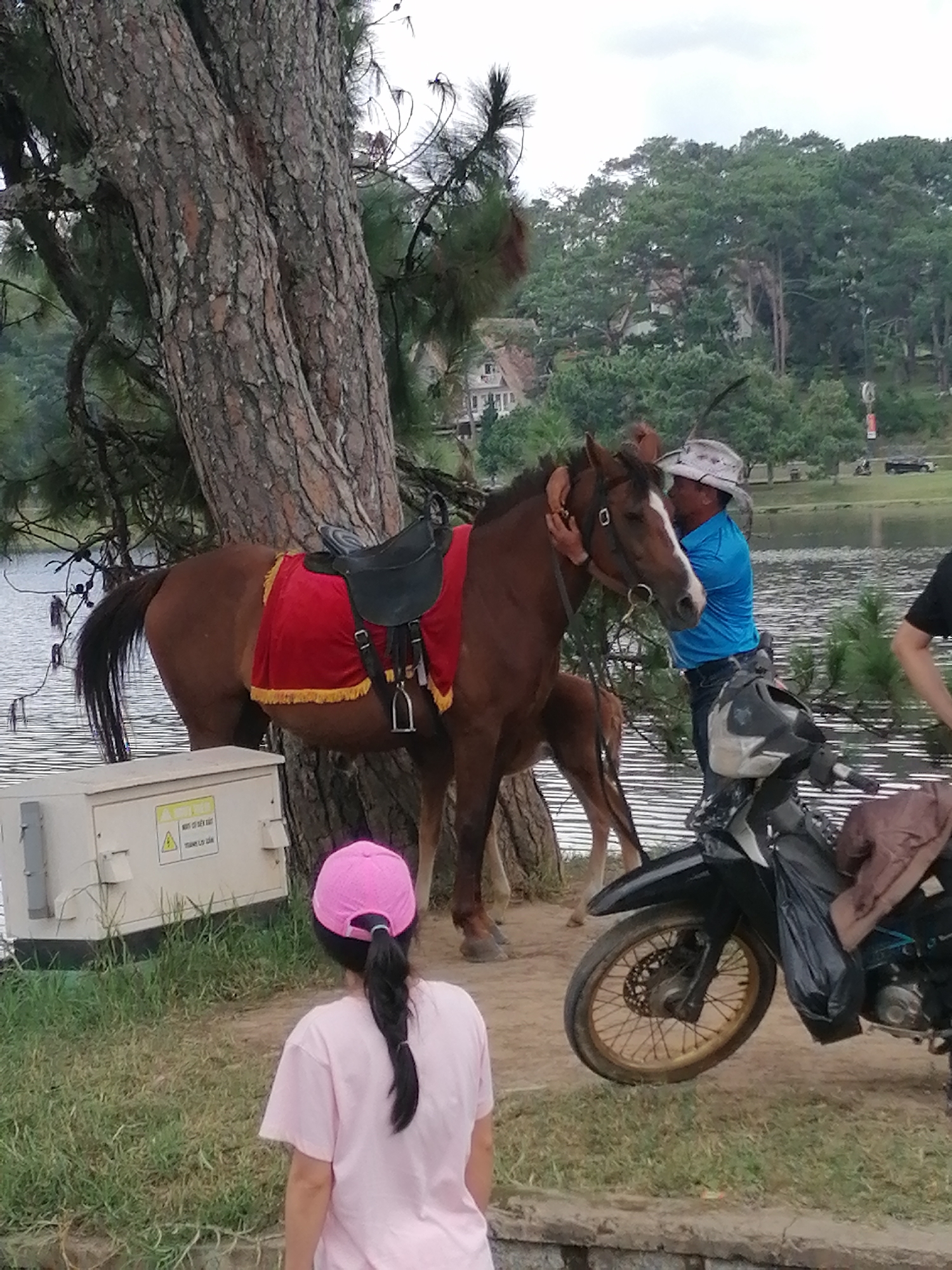 A brown horse with a red saddle blanket stands by a large tree near a body of water in Da Lat, Vietnam. A man wearing a blue shirt and a patterned hat is holding the horse's reins. A small, brown foal stands near the horse's hind legs. In the foreground, a young girl wearing a pink t-shirt and a pink baseball cap faces away from the camera. A black motorcycle is parked to the right of the horse. In the background, there are trees and buildings on a hillside. The scene appears to be a park or recreational area.