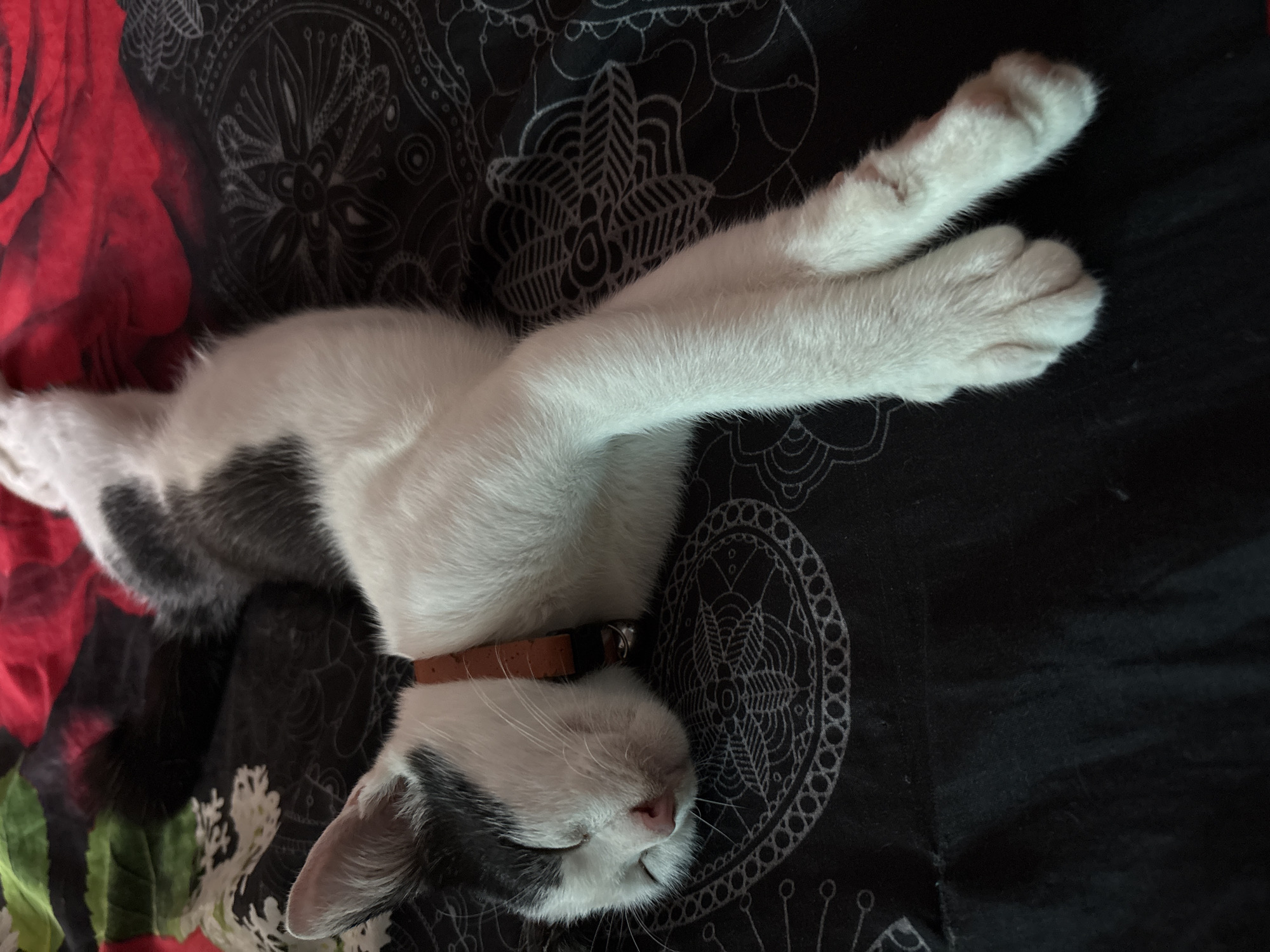 A cat is sleeping on a bed. The cat is mostly white with gray and black markings on its head and back. It has a brown collar. The bed has black and red patterned bedding. The location is not specified or evident within the image, and cannot be determined as Gadingrejo, Indonesia based only on the visual data provided.
