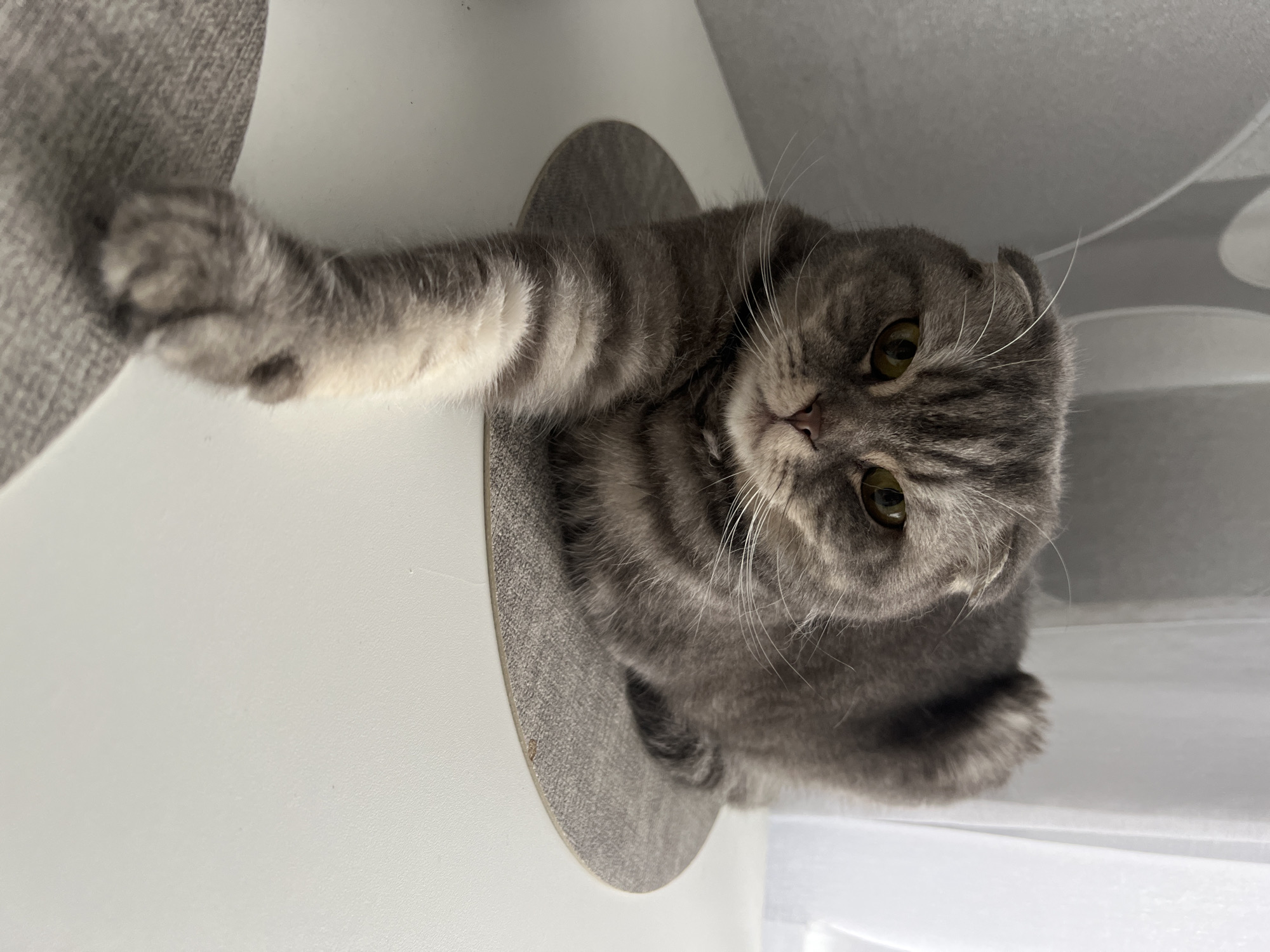 A gray tabby cat with folded ears is lying on a round gray platform attached to a white surface. The cat is facing the camera, extending a paw towards the upper left of the frame. Its eyes are open. The background includes a white surface and patterned curtains. It is impossible to determine the location as Votkinsk, Russia, based on the image.