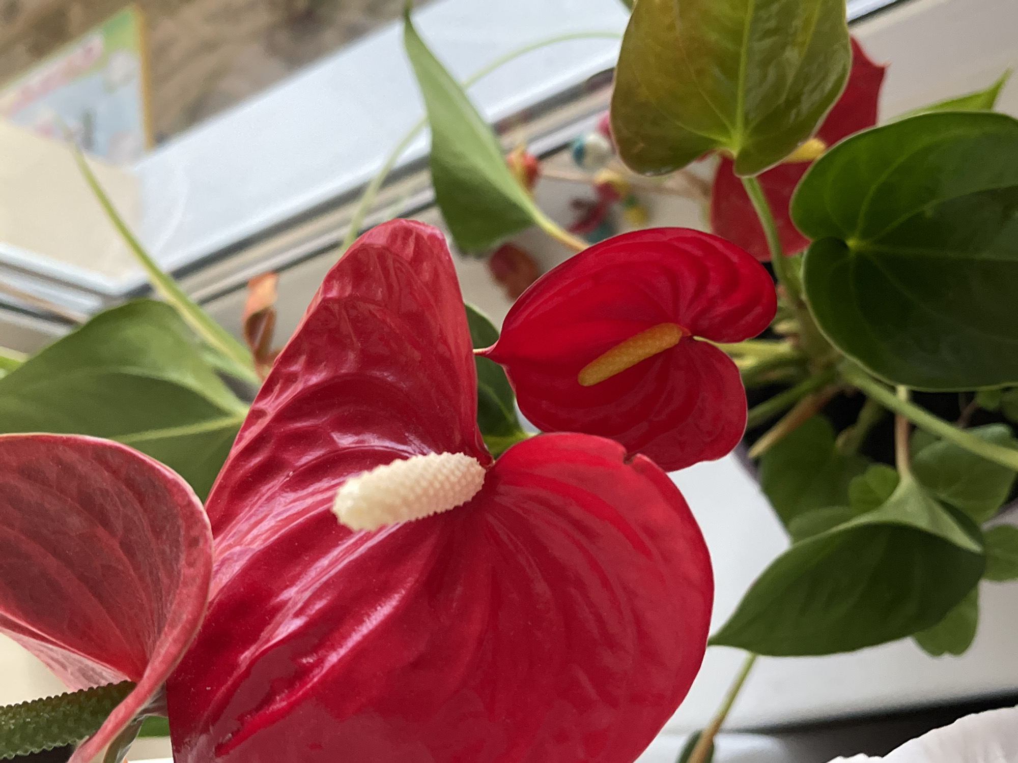 The image shows a close-up of red anthurium flowers and green leaves. The flowers have a glossy, waxy texture and are a vibrant red. One prominent flower displays a creamy white spadix. The leaves are heart-shaped and a deep green. The background is blurred, but appears to be an indoor setting with a window and possibly other decorative items. There is no indication of the specific location within Minsk, Belarus, as no landmarks or identifying features are visible. The scene is static and captures a still life of the plant.