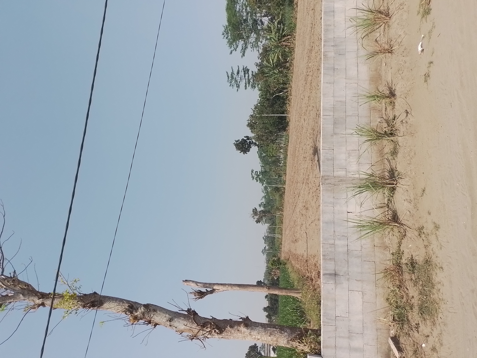 The image depicts an outdoor scene with a clear sky. In the foreground, a wall constructed of light-colored concrete blocks runs horizontally across the frame. Several tufts of grass grow in the sandy area in front of the wall. Behind the wall, there is a field of dry, tilled soil. To the left of the field, a green crop, possibly corn, is visible. Two tall, dead trees stand prominently on the left side of the image, with one of them appearing to be sprouting new green leaves. In the background, a line of trees and vegetation forms a natural boundary, with some taller trees reaching towards the sky. Power lines are strung across the upper portion of the image, and the overall environment suggests a rural or agricultural setting. The scene is consistent with the landscape found in the vicinity of Ngancar, Indonesia. There are no people or animals visible in the image, and no discernible actions or interactions are taking place.