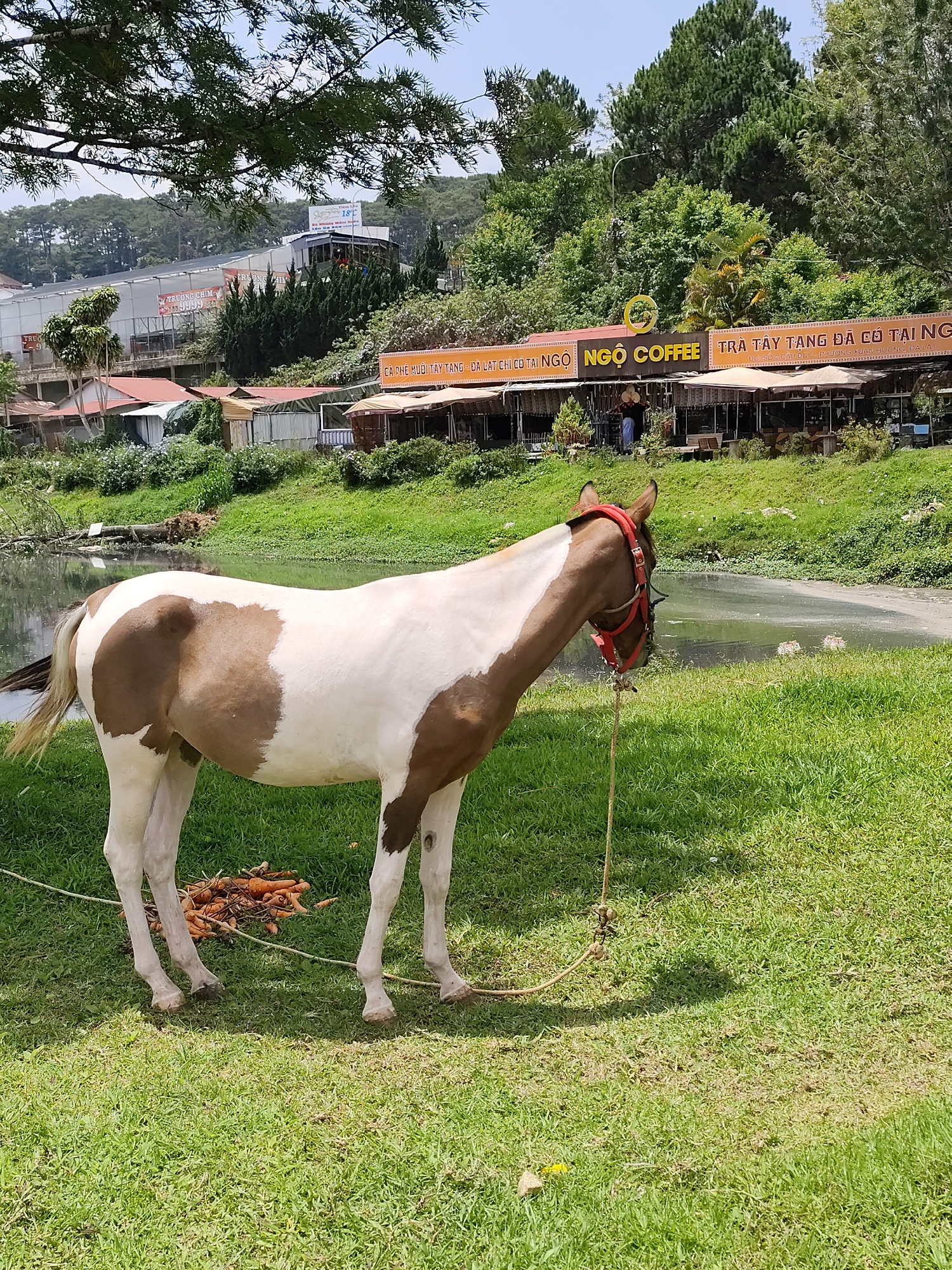 The image captures a scenic view in Da Lat, Vietnam. A brown and white horse stands tethered on a grassy patch near a body of water, its head bowed. A pile of carrots lies on the grass near its feet. In the background, a row of buildings with red tile roofs is visible. Further back, taller structures and dense green trees cover the hillside. Above the trees, a clear blue sky is visible. Signs for 'Ngo Coffee' and 'Tra Tay Tang Da Co Tai Ngo' are displayed on a building near the waterfront. A person stands in front of the coffee shop.