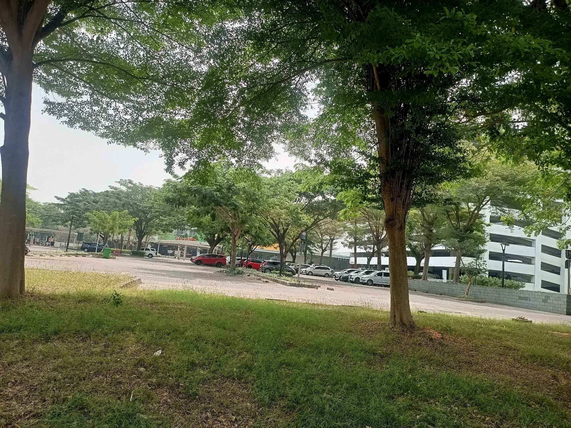 The image shows a street scene in Grogol, Indonesia, with a focus on a parking lot filled with various vehicles. Several cars, including red, black, and white models, are parked along a paved area. In the background, a multi-story building with white and black striped sections stands prominently. The foreground features a grassy area with some fallen leaves, bordered by trees with lush green foliage. The sky is visible through the branches of the trees, appearing overcast or hazy. The overall impression is one of an urban environment with significant tree cover.