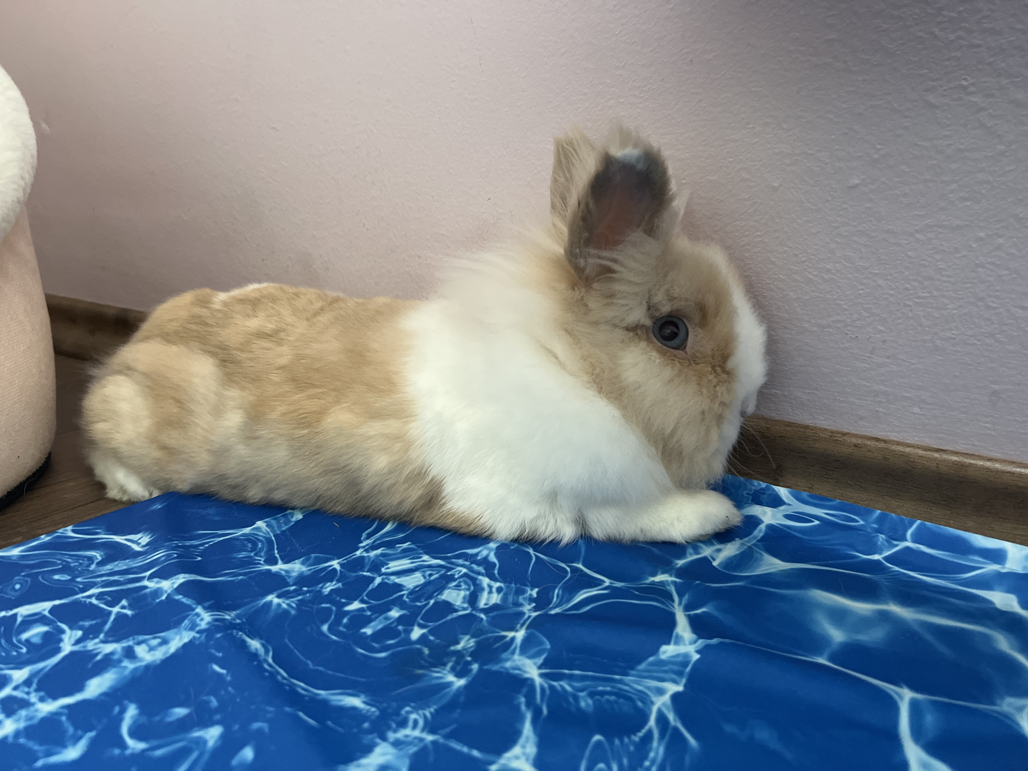 An adult rabbit with tan and white fur is lying on a blue mat with a water-like pattern. The rabbit is positioned on the right side of the frame, facing away from the camera. Its ears are perked up, and its blue eye is visible. The background consists of a pink wall with a dark brown baseboard. To the left of the rabbit, a portion of a light-colored object, possibly a cushion or piece of furniture, is visible. The image appears to have been taken indoors. The specific location in Sofia, Bulgaria, cannot be determined from the provided image.