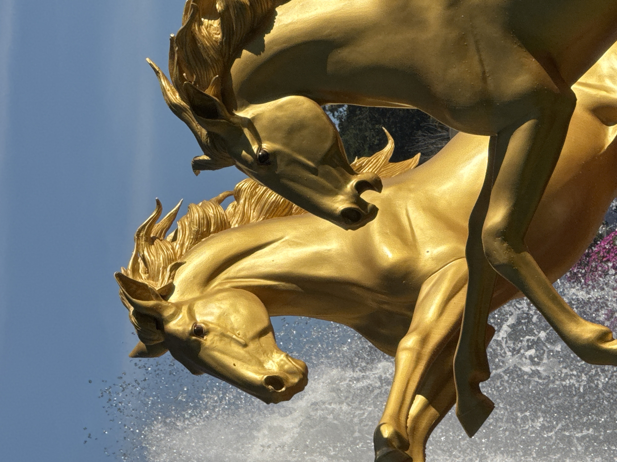 The image features a close-up, low-angle view of two golden horse sculptures in motion, likely part of a fountain, against a bright blue sky. Water sprays are visible behind the horses, indicating an active fountain. The sculptures are highly detailed, with flowing manes and muscular bodies, designed to appear dynamic. The lighting suggests it is daytime, casting highlights and shadows that emphasize the metallic sheen of the sculptures. The horses are positioned side-by-side, with one slightly in front of the other, their heads turned in a similar direction. In the background, blurry green foliage and a hint of pink flowers can be seen. This scene is located in Phường Xuân Hương, Đà Lạt, Vietnam, likely at a prominent public space or attraction within the city.