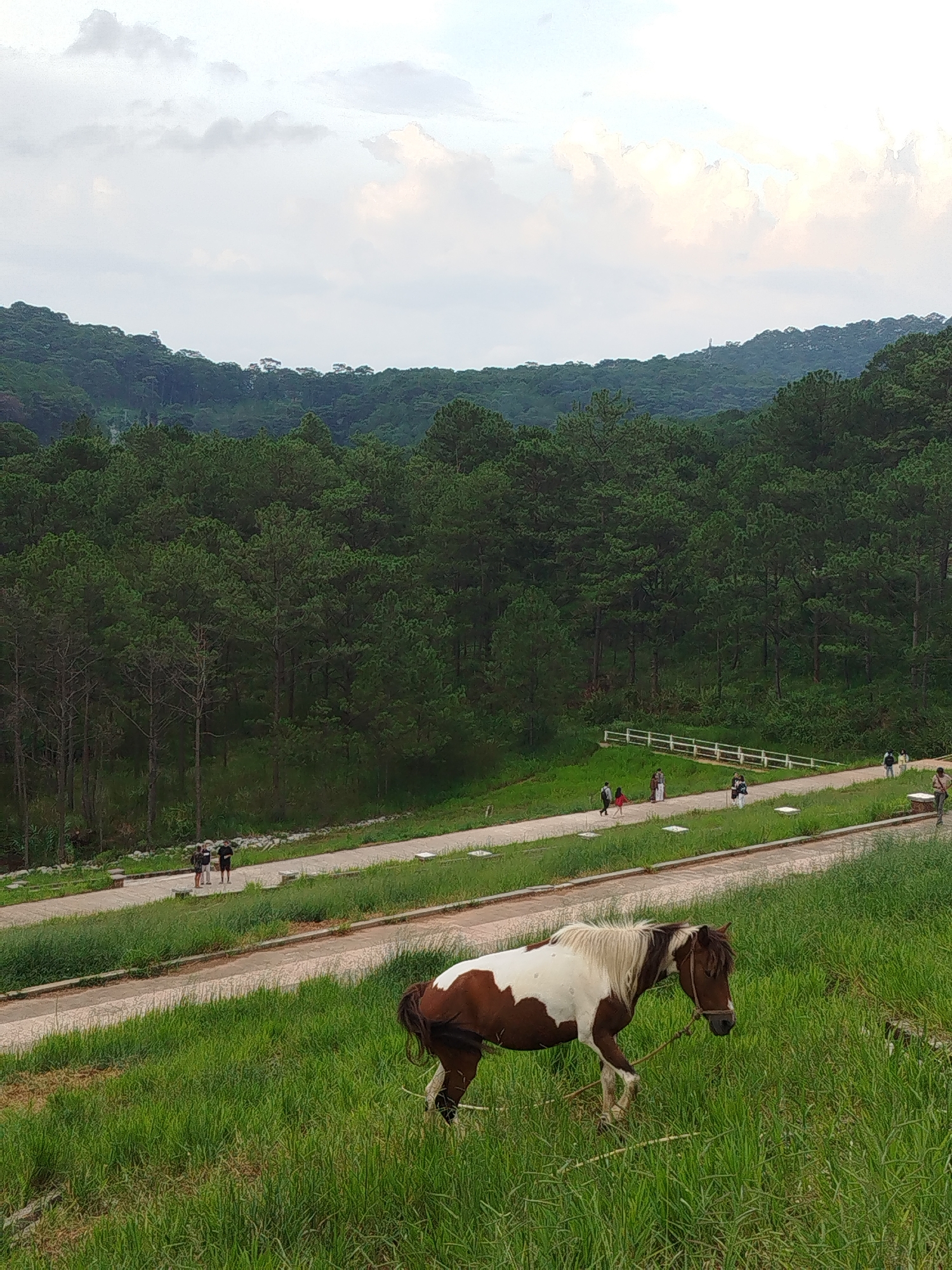 This media file captures a scenic view of rolling hills covered in a dense forest of pine trees, likely in Da Lat, Vietnam. The sky is overcast with soft, diffused light, suggesting it's either early morning or late afternoon. The foreground is dominated by a lush, green grassy slope where a piebald horse with brown and white patches grazes. The horse has a brown halter and a rope tied to it, which is visible in the grass.
A paved path winds its way through the landscape, bordered by grassy areas. Several people are seen walking along this path. They appear to be tourists or visitors, dressed in casual clothing. Some are walking in small groups, while others are walking individually. A white fence with vertical posts runs alongside a section of the path, separating it from the grassy embankment. In the background, the pine forest stretches across the hills, creating a verdant backdrop. The overall mood of the scene is tranquil and serene, showcasing the natural beauty of the location. No visible text is present in the image.