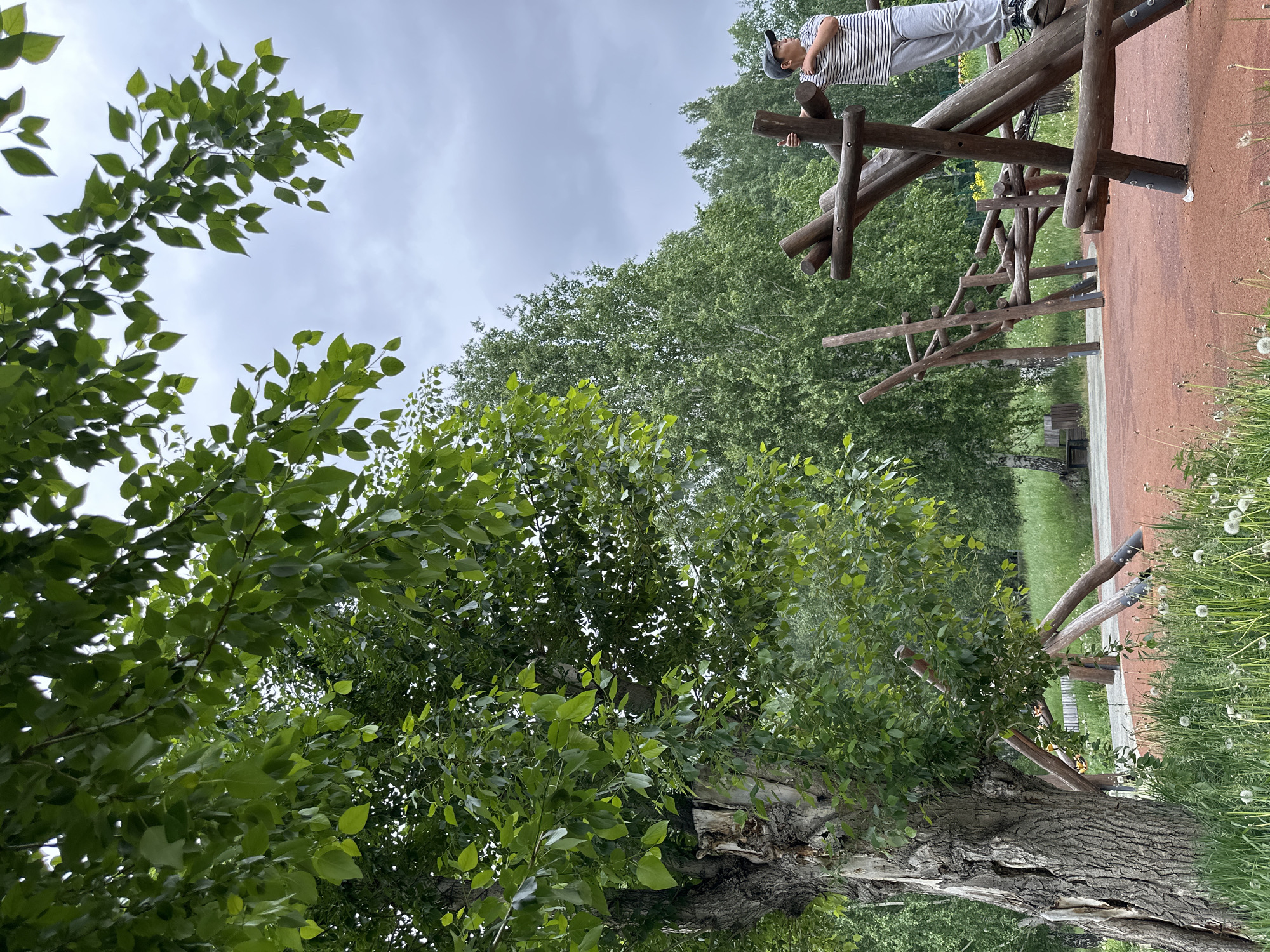 The image captures an outdoor scene, likely a park or recreational area, dominated by lush green foliage under an overcast sky. The photograph is oriented vertically, showing the scene as if viewed looking slightly upwards.
In the upper right quadrant, a person is visible, wearing a striped short-sleeved shirt, grey pants, and a grey baseball cap. They are standing or climbing on a rustic wooden playground structure, holding onto one of the horizontal logs. The structure itself is made of thick, dark wooden logs interconnected to form a climbing frame, resting on a reddish-brown ground surface, possibly a soft-fall material or path.
The left side and foreground of the image are filled with the vibrant green leaves of a large tree, whose thick, textured trunk is visible at the bottom. More green trees and dense foliage form a backdrop across the middle and background of the scene, suggesting a heavily wooded or planted area. Patches of green grass with white dandelions are visible on the right side of the reddish-brown ground surface, extending towards the lower right corner. The sky above is a uniform light grey, indicating overcast conditions. No discernible text is present in the image.
