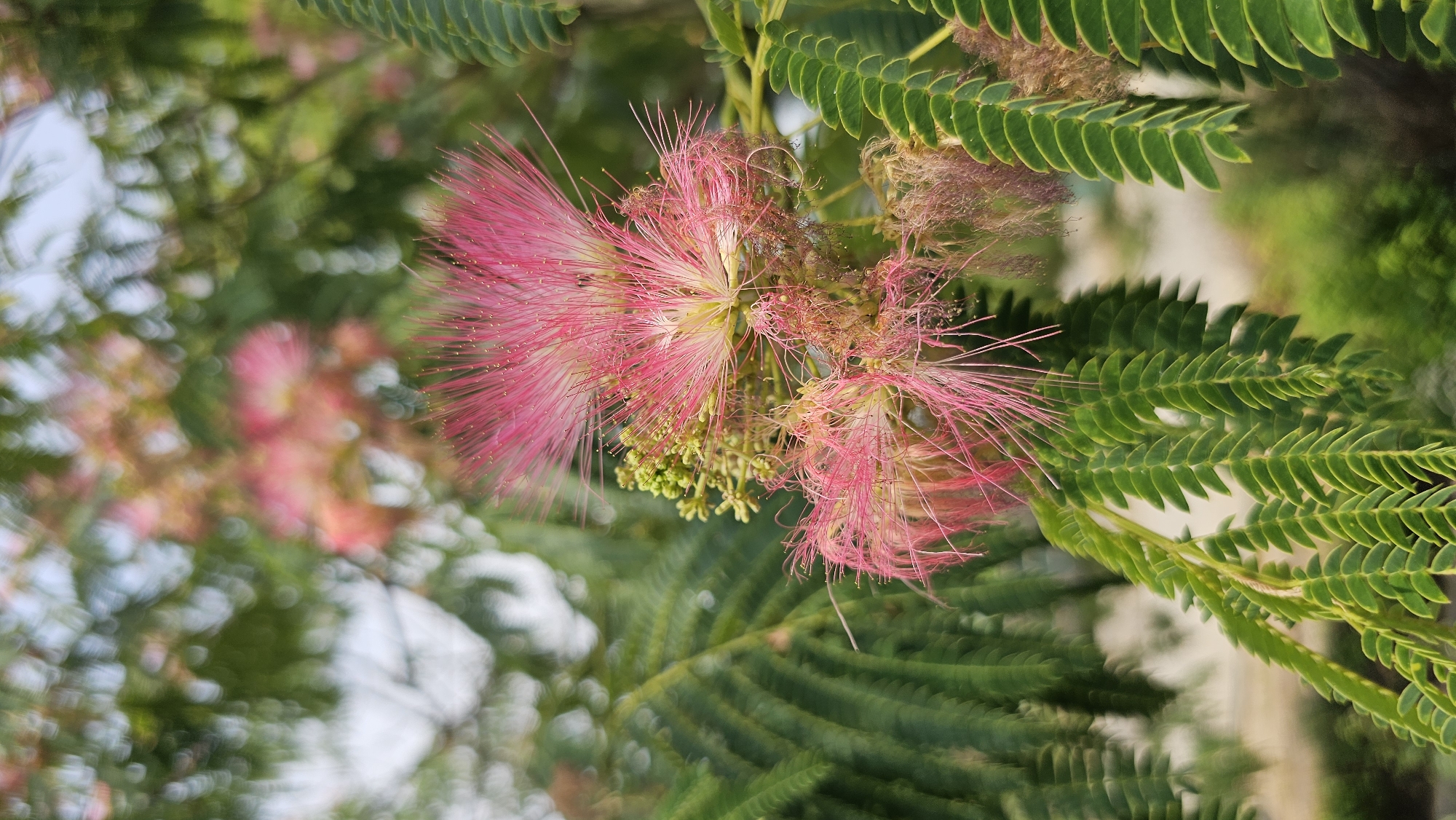 A close-up, vertical shot shows a cluster of pink, feathery flowers of the Mimosa tree in Asan-si, South Korea. The delicate petals are long and thin, radiating outwards from a central cluster of green buds and slightly darker pink filaments. The flowers are surrounded by the tree's characteristic compound leaves, which are a vibrant green and have a serrated edge. In the background, more of the tree's foliage is visible, creating a soft, blurred backdrop of greens and pinks. The lighting suggests it is daytime, with soft, diffused light illuminating the scene. The focus is sharp on the main flower cluster, while the rest of the image is softer, creating a sense of depth and highlighting the intricate details of the bloom.