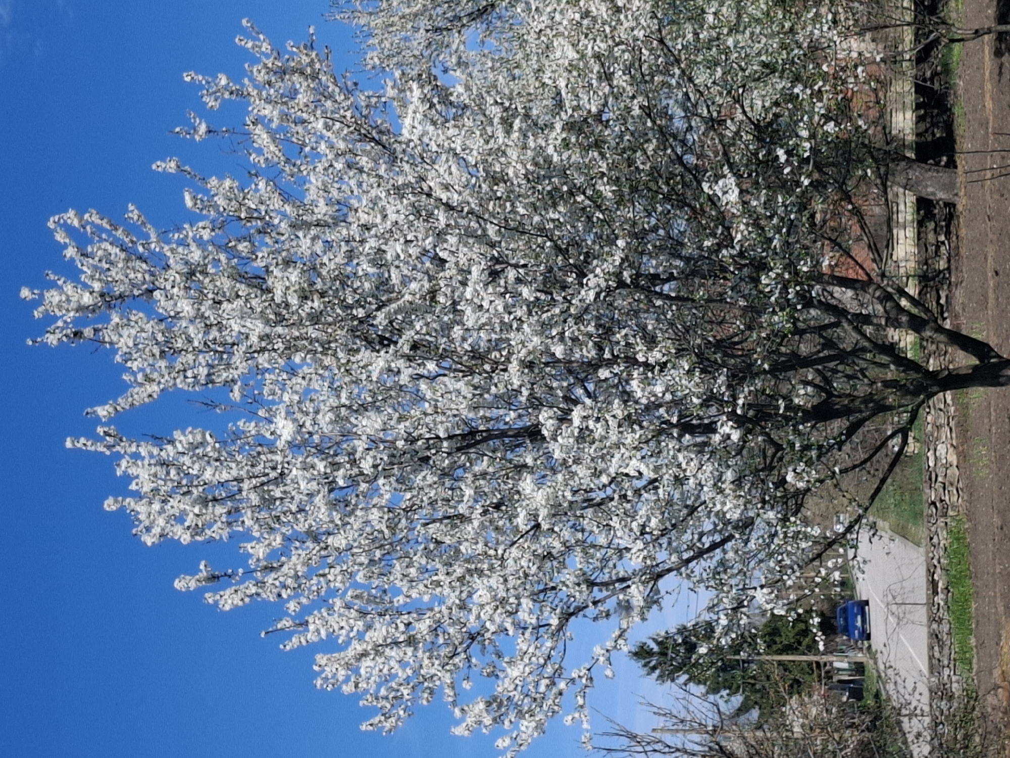 A blooming tree dominates the image, filled with white flowers against a clear blue sky. The tree is located on the side of a street in Gramada, Bulgaria, where a blue car is visible in the distance. A stone wall runs along the side of the street. The image is rotated counterclockwise by about 90 degrees.