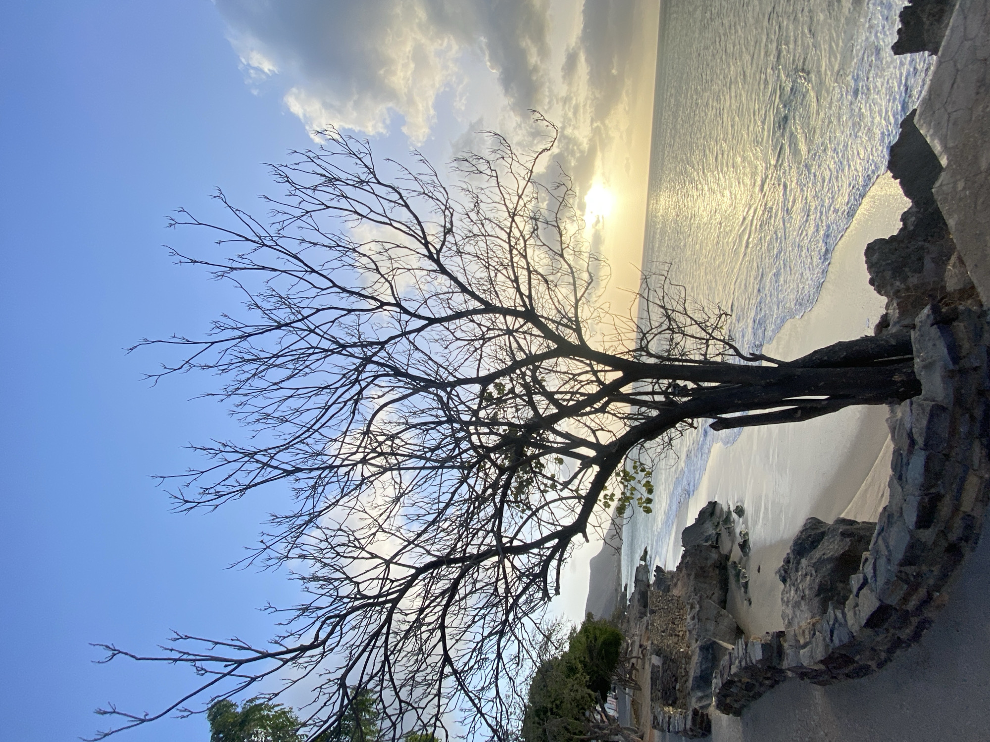 The image presents a coastal scene in Juan Griego, Venezuela, featuring a prominent bare tree silhouetted against a sunset over the ocean. The sky transitions from blue to yellow-tinged clouds near the horizon, where the sun's glare reflects on the water. Waves break gently on the sandy beach. To the right, a rough stone wall and rock formation rise from the beach, suggesting a built structure overlooking the water. Some green shrubbery is visible near the wall. A few leaves can be seen on the tree in the background.