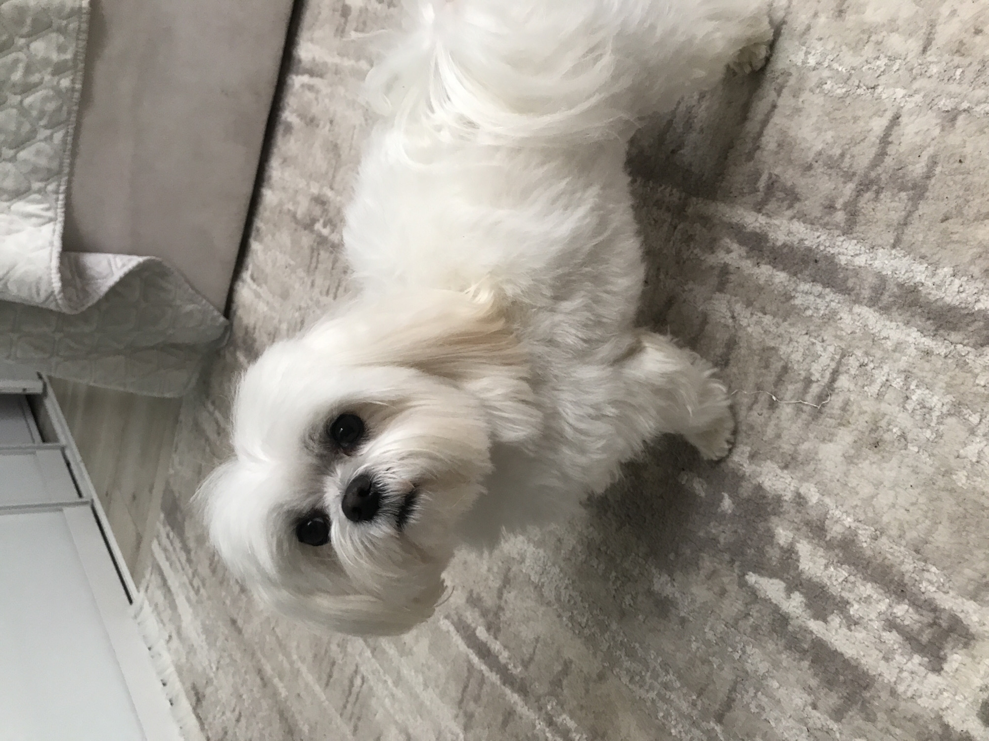 A fluffy white dog with dark eyes and nose is the central subject of the image, looking directly up at the viewer. The dog, resembling a Maltese or Shih Tzu, has long, soft white fur with subtle light brown or tan accents around its ears and muzzle. It is positioned on a light-colored, textured carpet featuring abstract grey patterns. The camera angle is from above, looking down at the dog.
To the left of the dog, a portion of a white quilted textile, likely a blanket or bedspread, is visible, alongside what appears to be a white cabinet or dresser with multiple drawers. The overall setting is indoors, depicting a home environment. The dog's expression appears attentive and curious. There is no visible text in the image. While the specific time of day is not discernible, the lighting suggests an indoor daytime scene. The image is presented within the context of Ternopil, Ukraine.