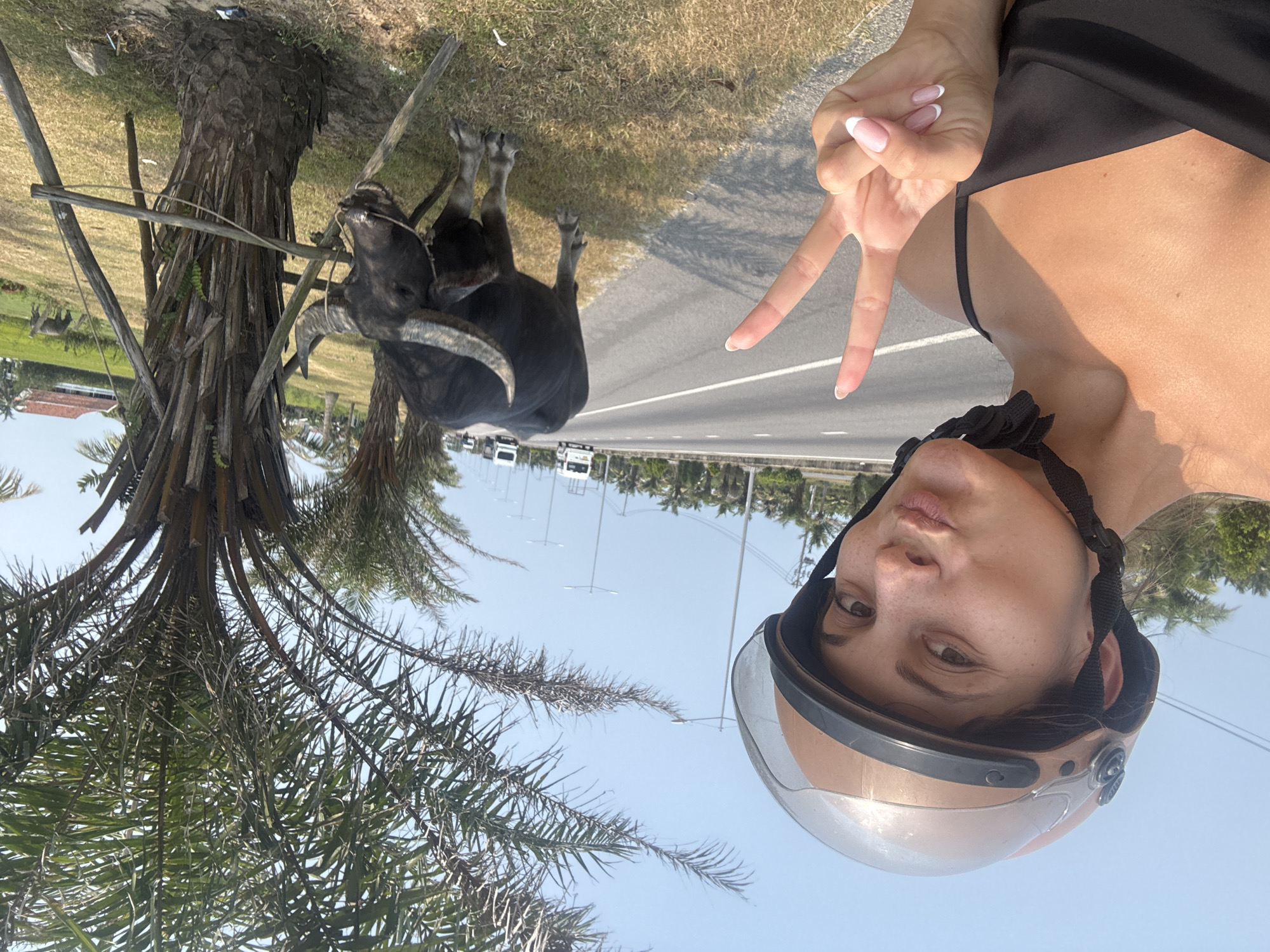 A vibrant selfie, originally rotated 90 degrees clockwise, captures a young woman and a water buffalo alongside a road under a clear blue sky.
In the foreground on the right, a young woman, likely in her 20s or 30s, is taking the photo. She wears a black top and a beige and clear motorcycle helmet, revealing a face with light freckles and lips slightly pursed. Her left hand is raised, forming a "peace sign" with her fingers, and her nails are neatly manicured with French tips.
To the left of the woman, a dark-colored water buffalo with prominent curved horns stands near a thick-trunked palm tree. A rope appears to be around the buffalo's snout, tethering it to the tree. Further in the background on the left, another smaller buffalo is visible grazing in a green field.
The scene depicts a sunny, tropical roadside in what is likely Đà Nẵng, Vietnam, consistent with the provided context. A paved road with a white line runs behind the subjects, stretching into the distance where several vehicles and numerous palm trees are visible. Utility poles line the road, and faint buildings with red-orange roofs can be seen in the far background. The bright light and clear sky suggest it is daytime with good weather. There is no visible text in the image.