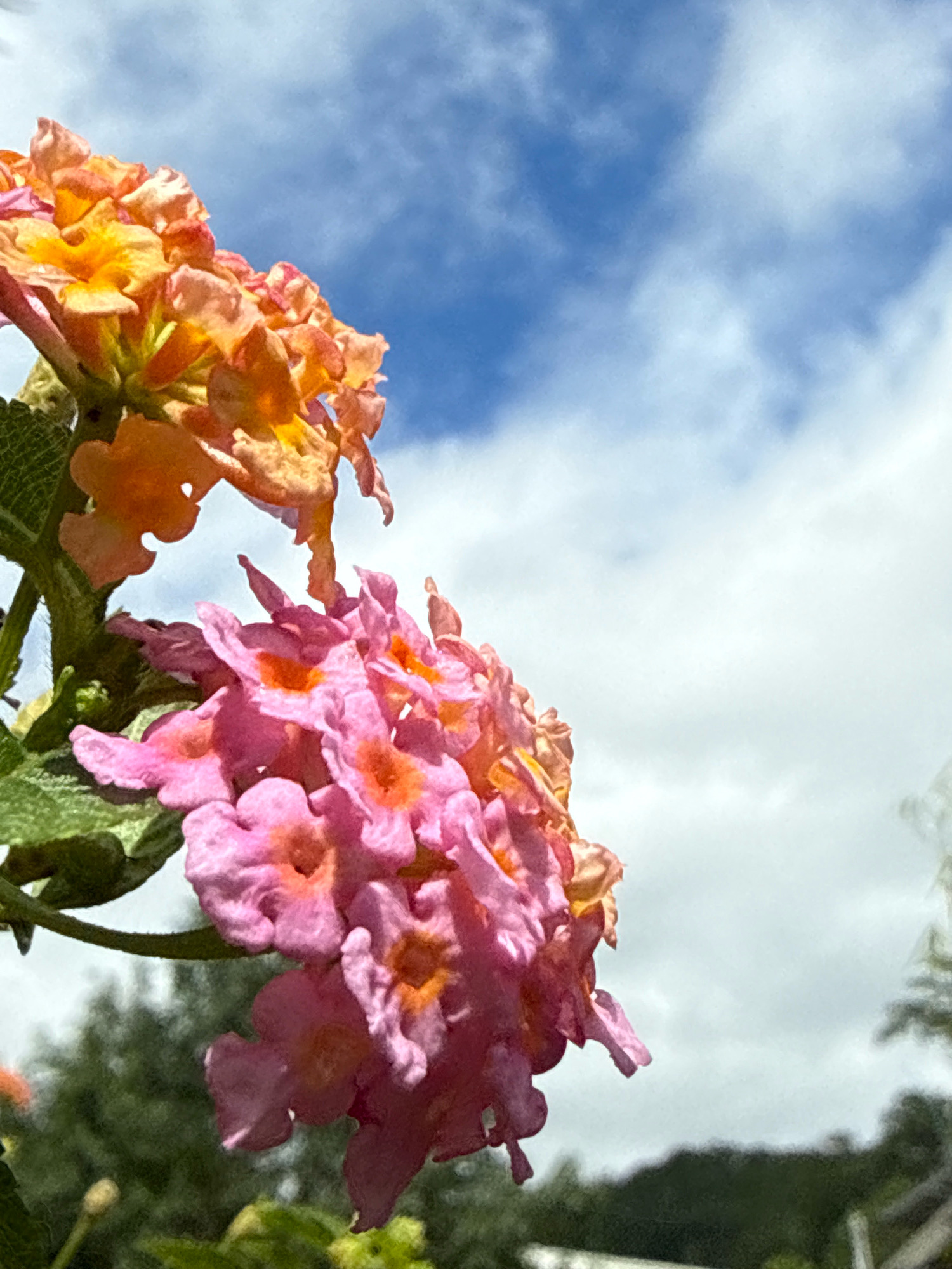 In the city of Hiệp Thạnh, Vietnam, a close-up, low-angle shot captures two clusters of vibrant Lantana flowers against a bright blue sky dotted with soft white clouds. The flower clusters are in focus, with the foreground dominated by pink and orange blossoms. The pink cluster, positioned lower and to the left, exhibits delicate, multi-petaled flowers with hints of orange at their centers. Above and slightly to the right, the orange cluster displays similar intricate floral structures in warm, sun-kissed tones. Green leaves and stems are visible, providing a natural backdrop to the blooms. The background consists of a hazy depiction of trees and a distant, blurry hillside. The sky occupies a significant portion of the upper frame, indicating an outdoor setting.