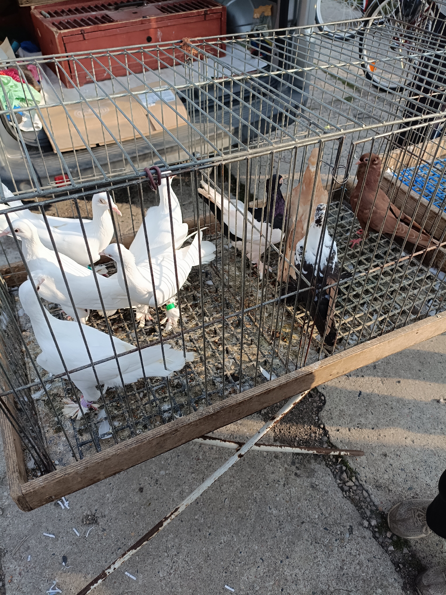 The image depicts a group of pigeons inside a wire cage. The cage is made of metal bars and has a wooden base. Several white pigeons are prominent in the foreground, some with purple bands on their legs. In the background, there are pigeons of various colors including brown and black and white. The cage is situated on a concrete surface, with some debris and cracks visible. Behind the cage, a red wooden crate and parts of a bicycle can be seen. The lighting suggests it is daytime, with shadows cast on the ground. The scene is outdoors, likely in an urban or semi-urban setting. The location is identified as the city of Łosice, Poland.