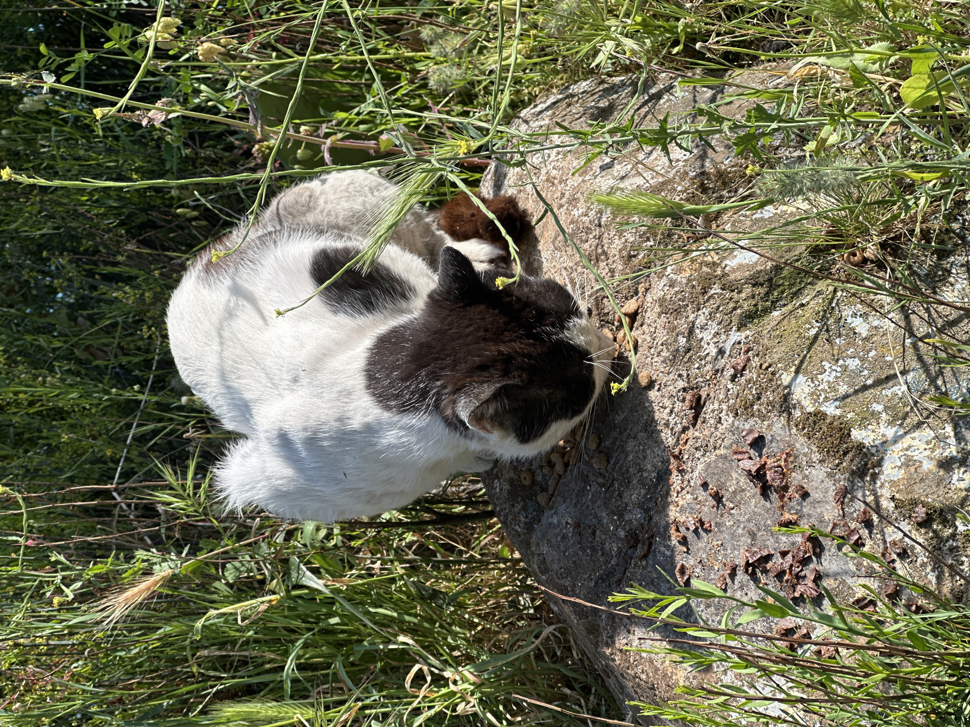 An overhead shot captures two cats amidst a rocky, overgrown outdoor setting under bright sunlight. The prominent subject is a black and white cat, possibly a young adult or kitten, with its head bent down, actively eating dry kibble scattered on a large, textured rock surface. Its fur is mostly white on the body with distinct black patches, including a black head and ears.
Behind the black and white cat, a smaller, mostly brown and white animal, likely another cat or kitten, is partially visible. It appears to be resting or also feeding near the dry food. The rock they are on is rugged, with patches of moss and lichen, and exhibits strong shadows, indicating a sunny time of day, likely mid-morning or afternoon.
The immediate surroundings are abundant with wild green plants, weeds, and grasses, some bearing small yellow flowers, creating a natural, somewhat unkempt environment. The lush greenery suggests a warm climate. The overall scene depicts a feeding moment for cats in a wild or semi-wild area, consistent with outdoor settings in places like Budva, Montenegro. No text is visible in the image.