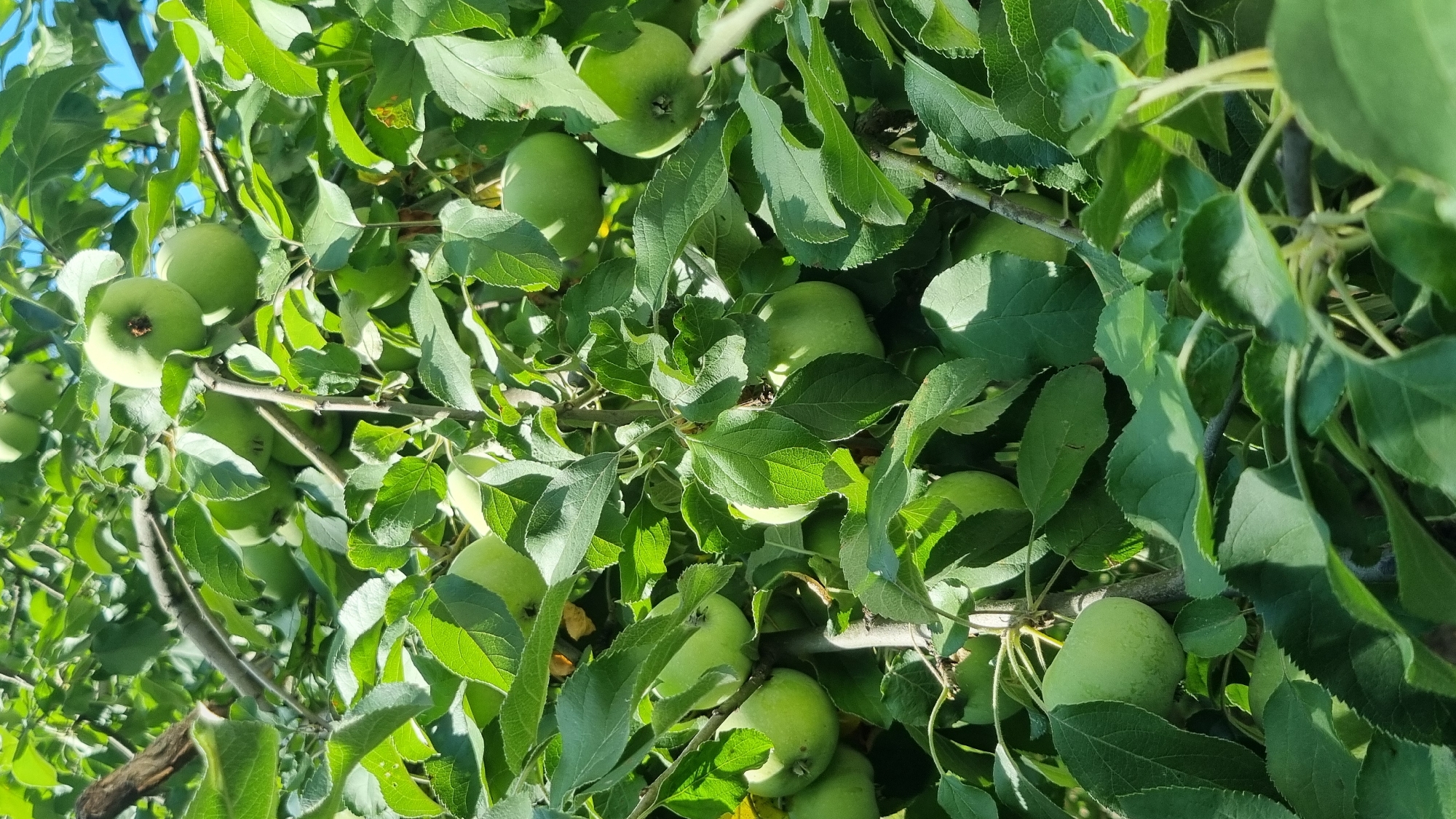 The image depicts a close-up view of an apple tree laden with numerous green apples, nestled amongst dense foliage. The lighting suggests a daytime scene, with sunlight filtering through the leaves, casting shadows and highlighting the textures of the leaves and fruit. The branches of the tree are visible, providing the structure for the abundance of apples. The scene is natural and appears to be set in an outdoor environment. The specific location in Smila, Ukraine, is not visually evident from the image itself, as there are no discernible landmarks or identifying features.