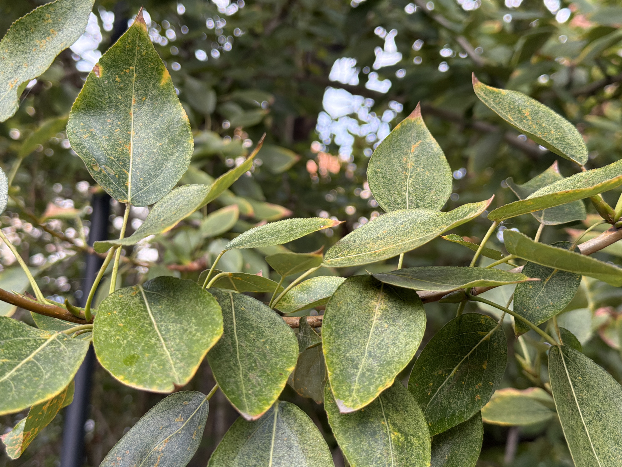 A close-up, detailed, forensic, matter-of-fact description of a branch with green leaves, exhibiting yellowing and spotting, indicative of potential disease or nutrient deficiency. The leaves are oval-shaped with pointed tips and visible veins. Some leaves display a fine, speckled texture. The background is a blurred mix of green foliage and out-of-focus bokeh lights, suggesting an outdoor environment. The image is taken in the city of Tyumen, Russia. There are no people or discernable actions depicted.