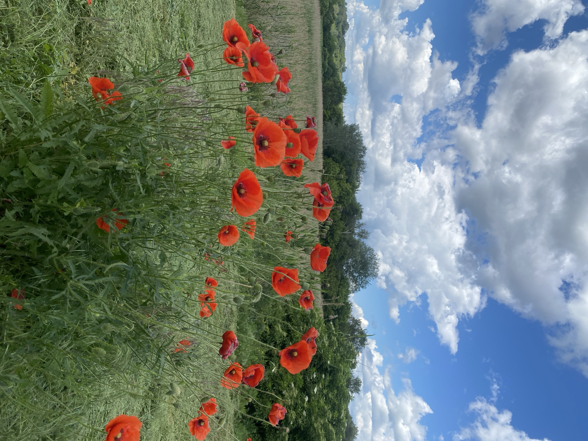 In Ustyvytsia, Ukraine, a field of vibrant red poppies dominates the foreground. The poppies, with their delicate petals and dark centers, are in full bloom, some facing the camera and others turned to the side. They are scattered across a lush green grassy area, with some areas of cut grass visible. In the background, a dense line of trees forms a natural border, with a field of taller, dried grass or wheat behind them. The sky above is a brilliant blue, dotted with fluffy white clouds, suggesting a clear, sunny day. The overall impression is one of natural beauty and a peaceful rural landscape.