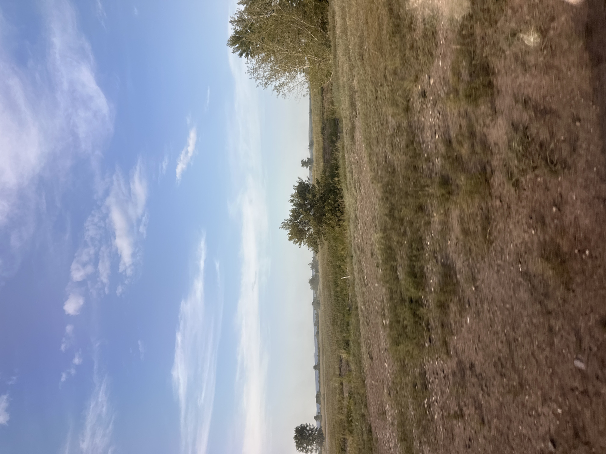 The media file captures a landscape scene in Novonikolaevka, Russia, likely during daytime given the bright sky. The image is oriented vertically, showing a clear blue sky with wispy white clouds on the left side, occupying about half of the frame. The right side of the image features a grassy field with dry, brownish vegetation, suggesting a late summer or early autumn setting. A line of trees is visible in the distance, forming a horizon line with the sky. Some scattered trees and bushes are also present in the foreground and mid-ground of the grassy area. The ground itself appears to be a mix of soil and dry grass. There are no people or specific objects of interest, and no text is visible in the image. The overall impression is one of a natural, open rural landscape under a bright sky.