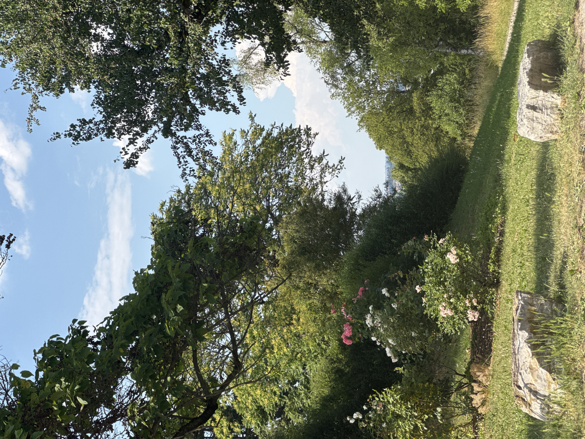 The image depicts a sun-drenched park scene in Stuttgart, Germany, on a clear day. The perspective is looking upwards through a canopy of lush green trees, with patches of bright blue sky dotted with wispy white clouds visible between the leaves. In the foreground and mid-ground, various trees and shrubs create a dense foliage effect, with some trees displaying a lighter green hue, possibly indicating a different species or the way sunlight filters through.
Towards the right side of the image, a path winds through the park, bordered by a grassy slope. A large, weathered grey boulder rests on the grass near the path, providing a natural element to the landscape. In the mid-ground, blooming rose bushes add splashes of color with their pink and white flowers, suggesting the season is late spring or summer.
The overall impression is one of tranquility and natural beauty. The strong sunlight indicates it is likely midday or early afternoon. The scene is peaceful and inviting, typical of a well-maintained park environment. There is no visible text in the image.