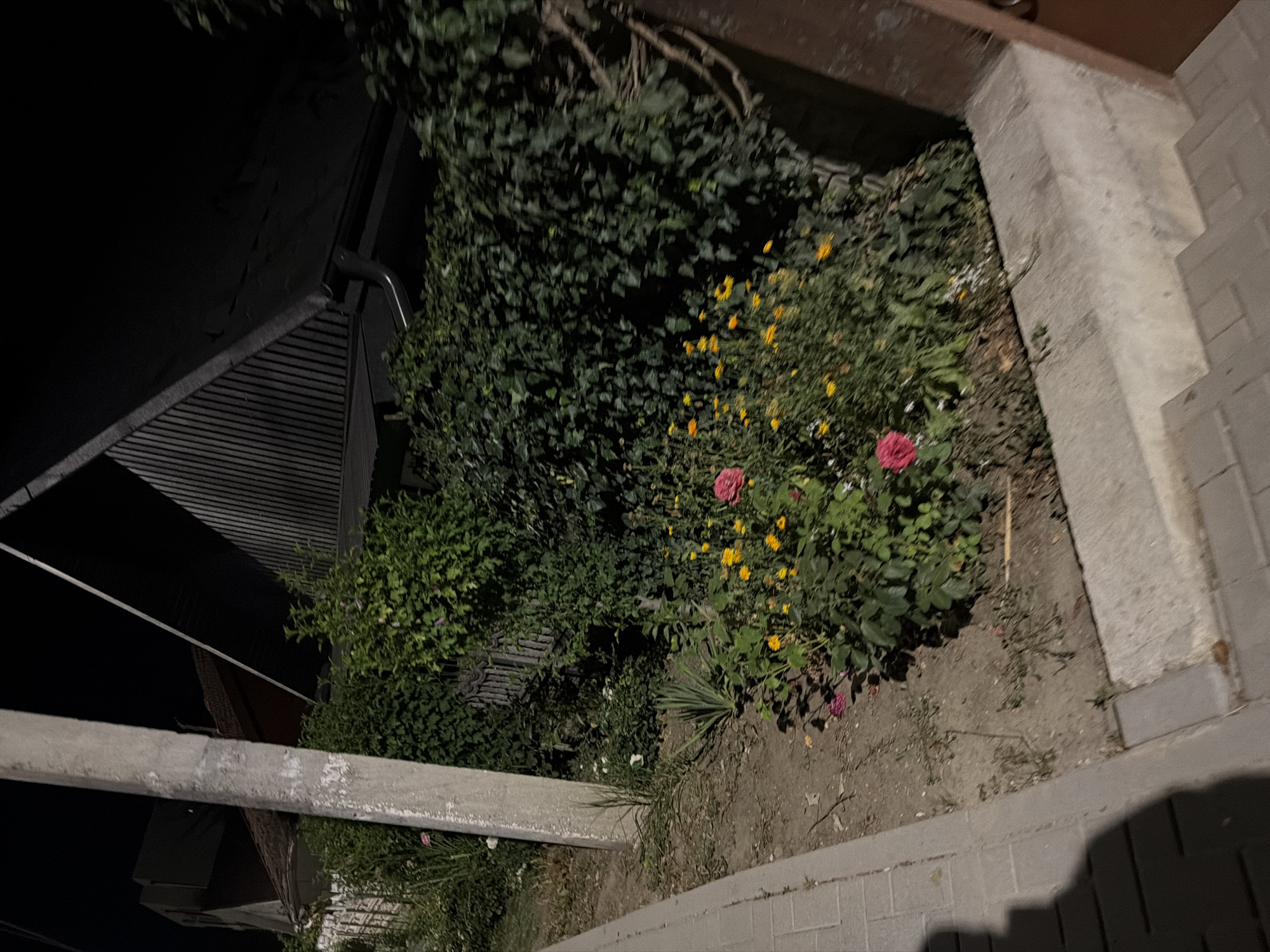 The image shows a night scene in a residential area, possibly in the city of Strășeni, Moldova. A grey concrete pole stands on the left side of the frame, next to a paved walkway. Beyond the walkway, a garden bed is visible with various plants, including blooming roses in pink and yellow. A dense hedge forms a backdrop to the garden, with a wooden fence peeking through in some areas. In the background, a dark-colored roof with a slanted design and a gutter system is partially visible, suggesting a building such as a house or garage. The overall impression is of a quiet, overgrown yard at night.