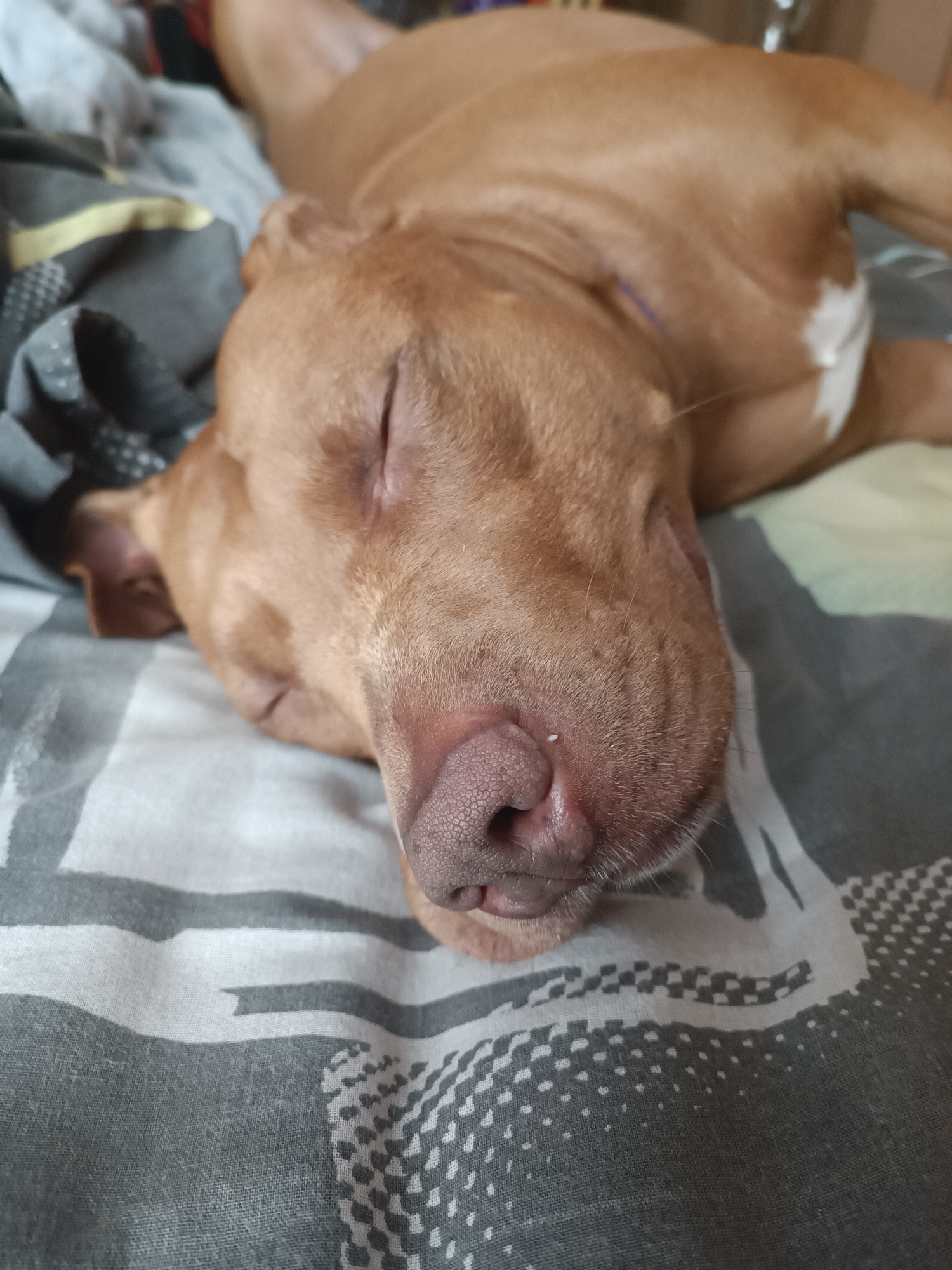 A tan-colored dog is sleeping on a bed with gray and white patterned sheets. The dog is lying on its side, facing towards the right of the frame, with its eyes closed. Its head is resting on the sheets, and its nose is pointing slightly upwards. A small white speck is visible on the dog's nose. The dog has a white patch of fur on its chest. The bed appears to be indoors. There is no indication of the specific location within Zaporizhzhia, Ukraine.