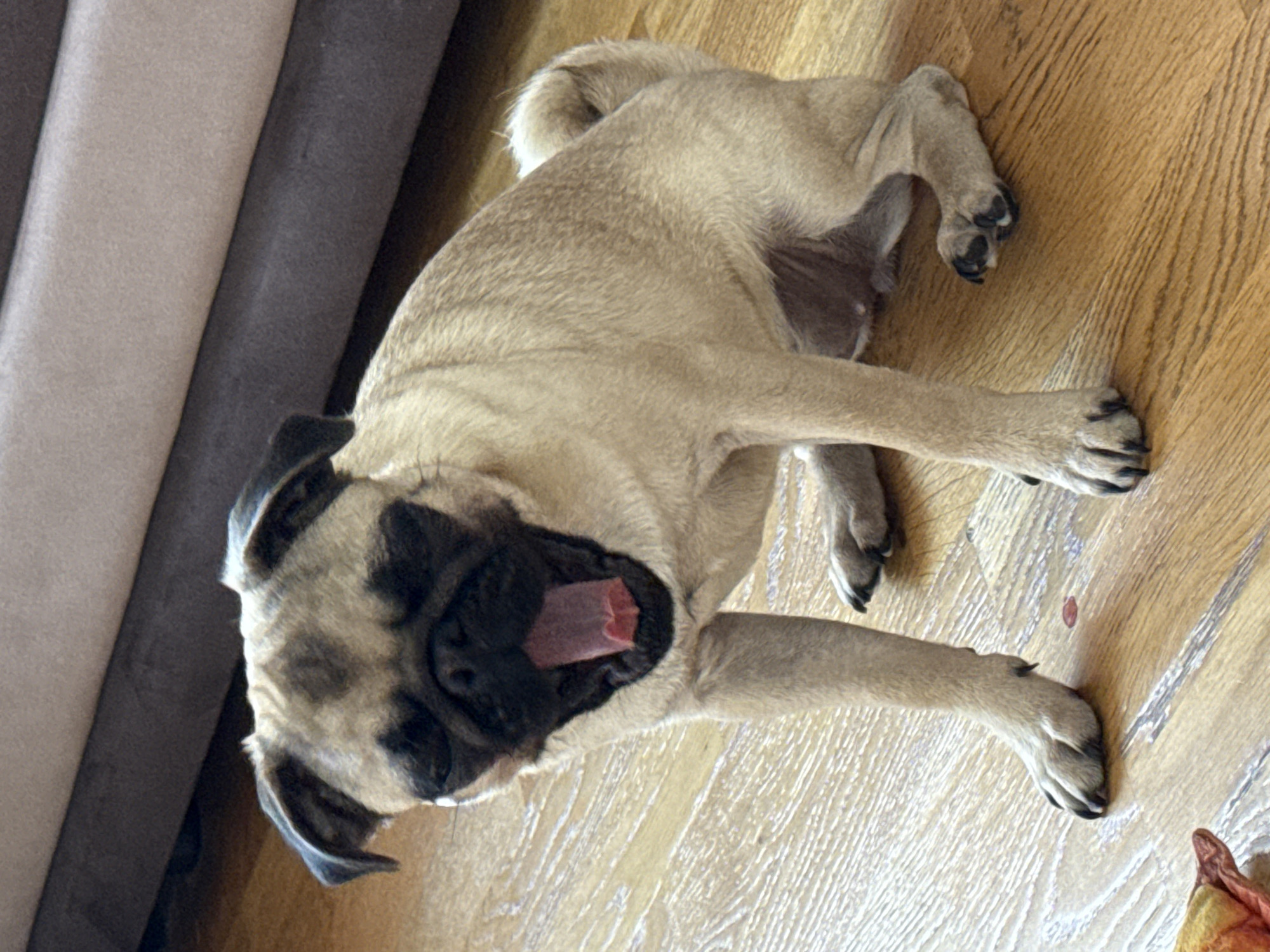 A fawn-colored pug is captured mid-yawn, its mouth wide open revealing a pink tongue and interior. The dog is sitting on a wooden floor, with its paws and legs visible. Behind the pug, a portion of a couch or upholstered furniture is visible. The background is indistinct, with the focus sharply on the dog. The lighting appears to be natural, casting soft shadows. The image is a medium shot, focusing on the dog's upper body and immediate surroundings. The location is listed as Unknown, Unknown.