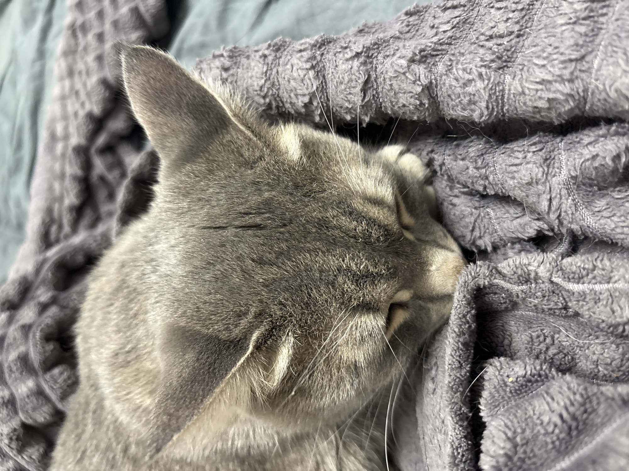 A gray tabby cat is sleeping on a gray, plush blanket. The cat's head is nestled into the blanket, with its eyes closed. The cat's whiskers are visible. The background is out of focus.
There is no information to indicate that this image was taken in Tolyatti, Russia.
