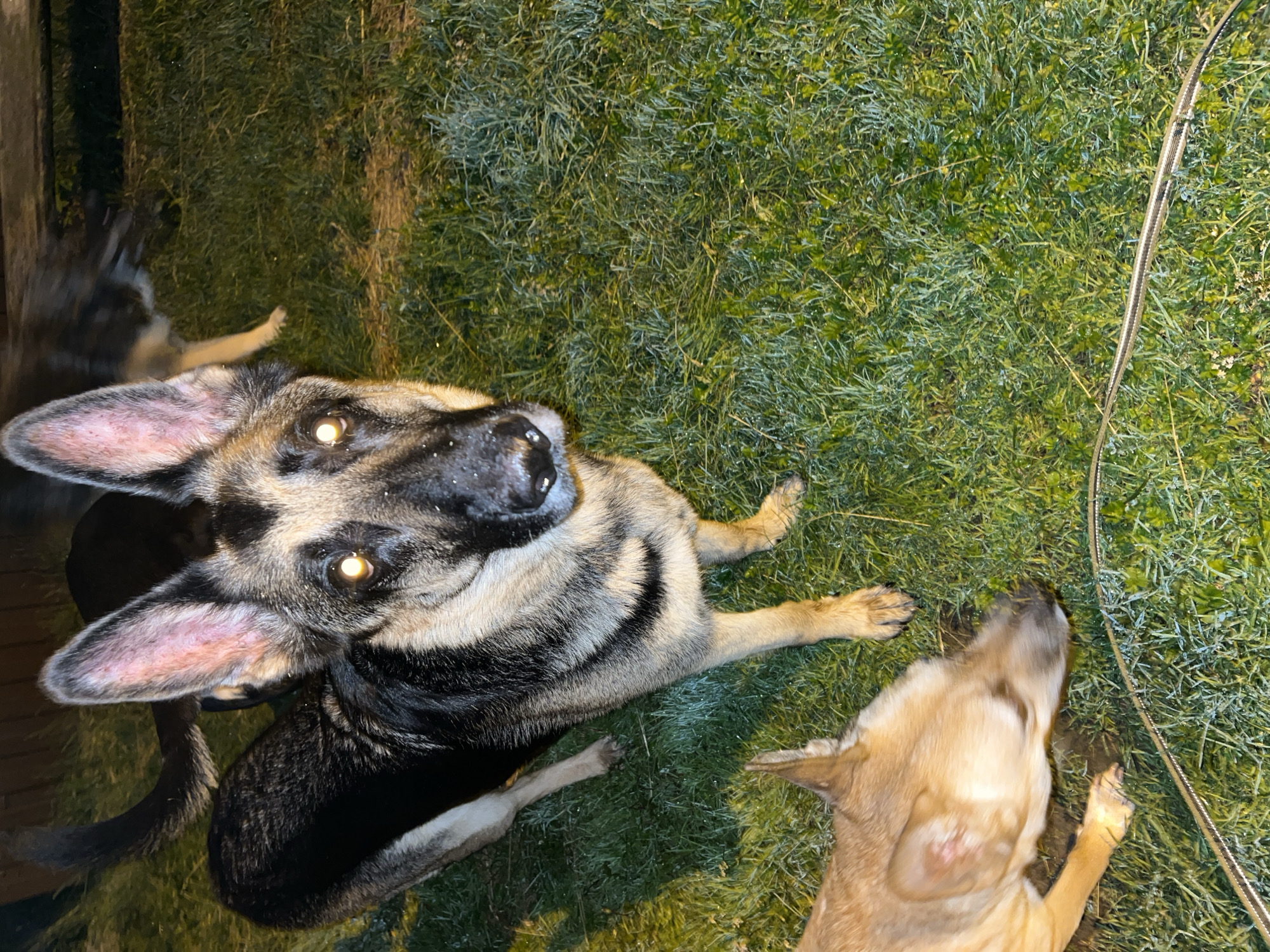 The image shows a high-angle shot of two dogs in a grassy outdoor setting. The dog in the foreground is a German Shepherd with its head tilted up and eyes reflecting light, appearing to be looking at the camera. Its fur is a mix of black, tan, and gray. Another dog, lighter in color and appearing to be a mix breed, is lying down to the right of the German Shepherd. The grass is green and appears slightly wet, possibly due to dew or recent watering. A thin, metallic cable or hose runs diagonally across the right side of the frame, weaving through the grass. In the background, on the left, there's a dark vertical object, possibly a wooden post or fence, and more blurred shapes of what could be other dogs or movement in the shadows. The lighting suggests it might be dusk or evening, with artificial light sources creating reflections in the dogs' eyes. The overall scene evokes a sense of casual interaction between the dogs in a backyard or park area. No text is visible in the image.
