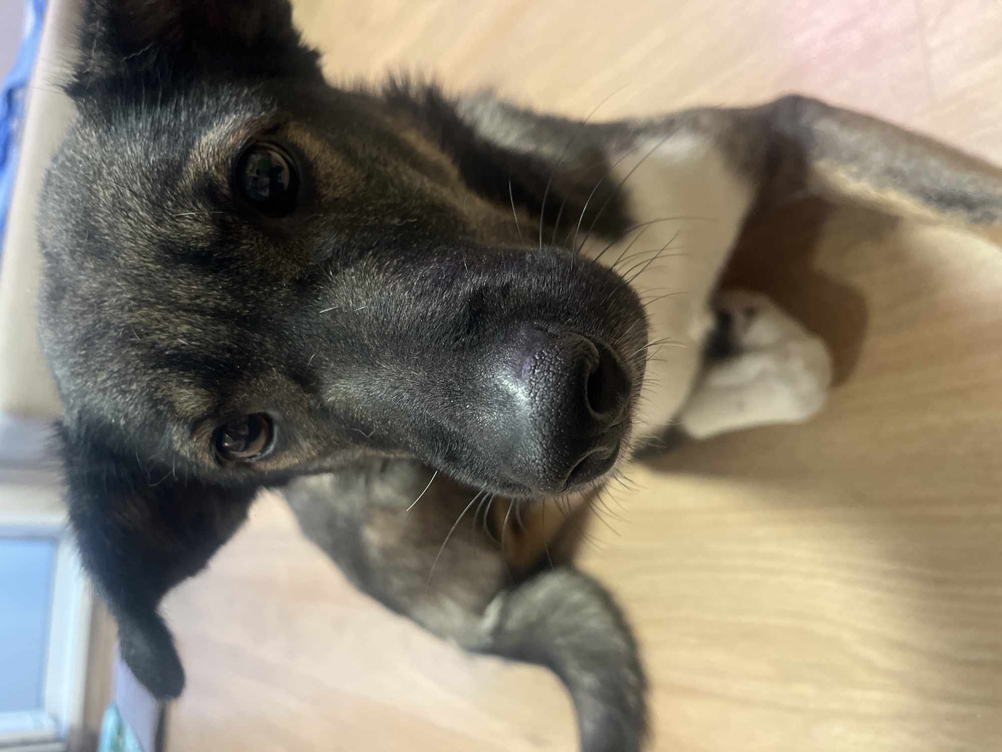 A close-up, slightly rotated, eye-level shot depicts a dog. The dog's face is predominantly black and brown, with white markings visible on its chest. The dog's dark eyes are wide and appear to be focused. The dog's nose is large and black, and prominent whiskers extend from its muzzle. The background consists of a light wooden surface. The location is unknown and there is nothing to suggest the image was taken in Chaikovsky, Russia.