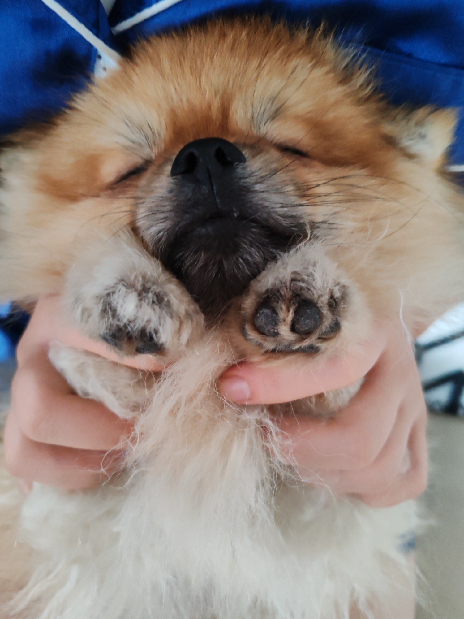 The image shows a close-up of a sleeping Pomeranian dog held by a person. The dog's eyes are closed, and its paws are gently held together. The dog has fluffy, light brown fur, with darker markings on its nose and paws. The person's hands are visible supporting the dog. The background is slightly blurred, showing a blue fabric with white stripes and a hint of a white and gray striped pattern. There is no identifiable location in the city of Komsomolsk-on-Amur, Russia, present in the image.