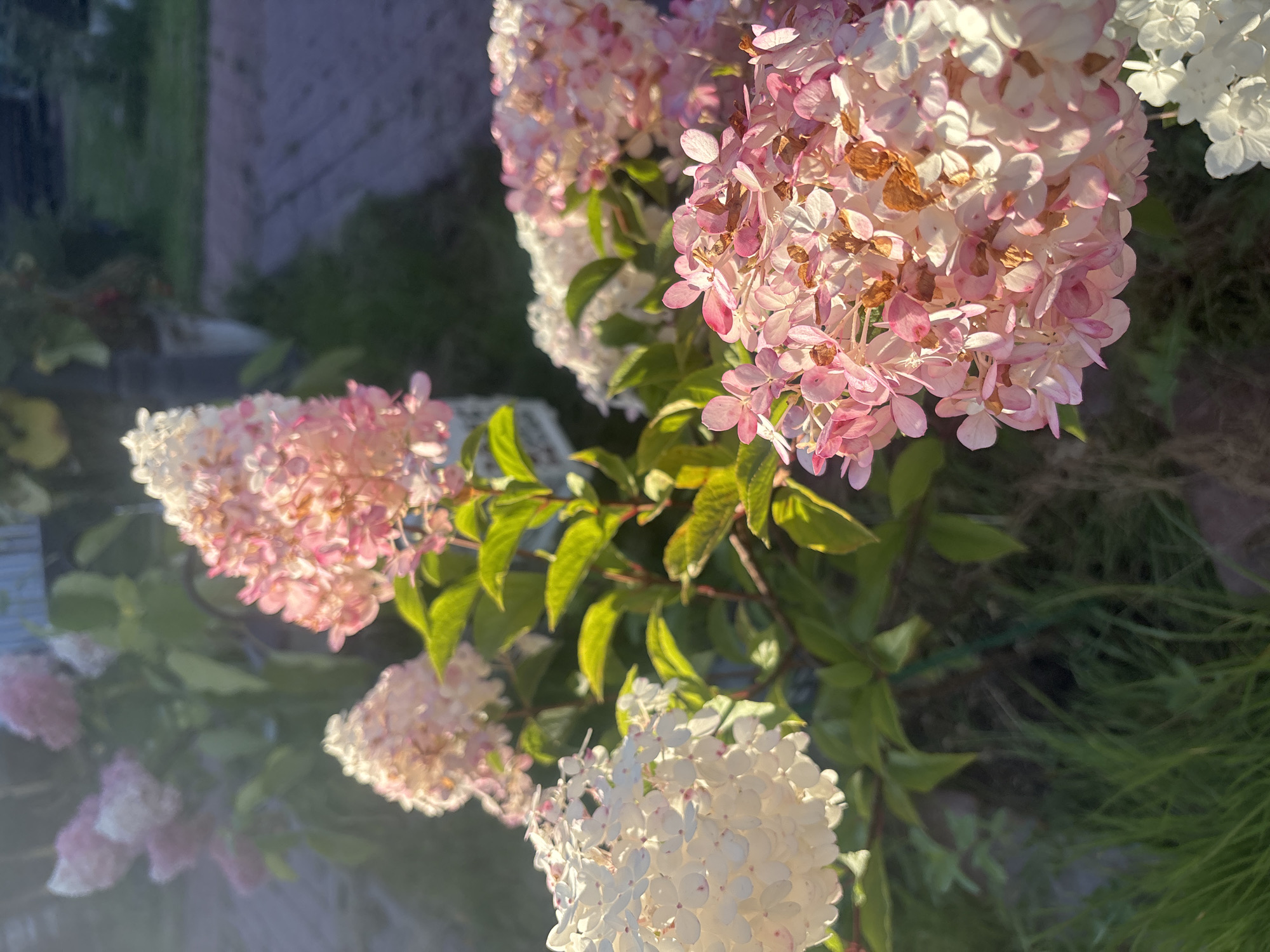 The image shows a close-up view of hydrangeas in bloom, likely in a garden setting at Лотос Снт (марьино), Russia. The flowers are a mix of white and pink, with some petals showing signs of browning, indicating they are past their peak bloom or exposed to the elements. Lush green leaves surround the flower clusters. The sunlight casts a warm glow on the scene, creating soft shadows and highlights. The background is blurred but suggests an outdoor environment with hints of grass and possibly a paved pathway. There are no people or animals visible in the image. The composition focuses on the texture and colors of the hydrangeas, highlighting their natural beauty.