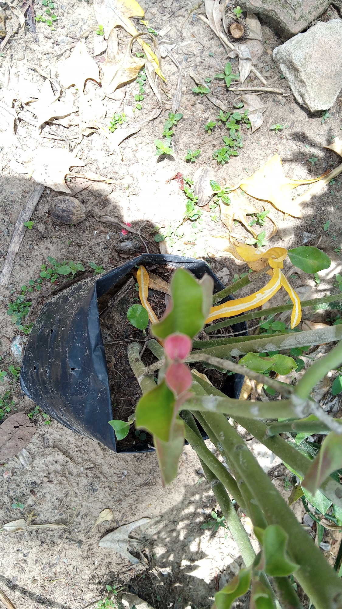 An outdoor, top-down, eye-level shot depicts a small plant in a black plastic nursery bag. The plant has thick, green, segmented stems and some green leaves. At the top of the plant, two small, pink buds are visible. The plant is situated on dry, sandy soil scattered with fallen leaves, small green weeds, and a few grey rocks. A shadow falls across the scene from the left. The location is Kebonbaru, Indonesia.