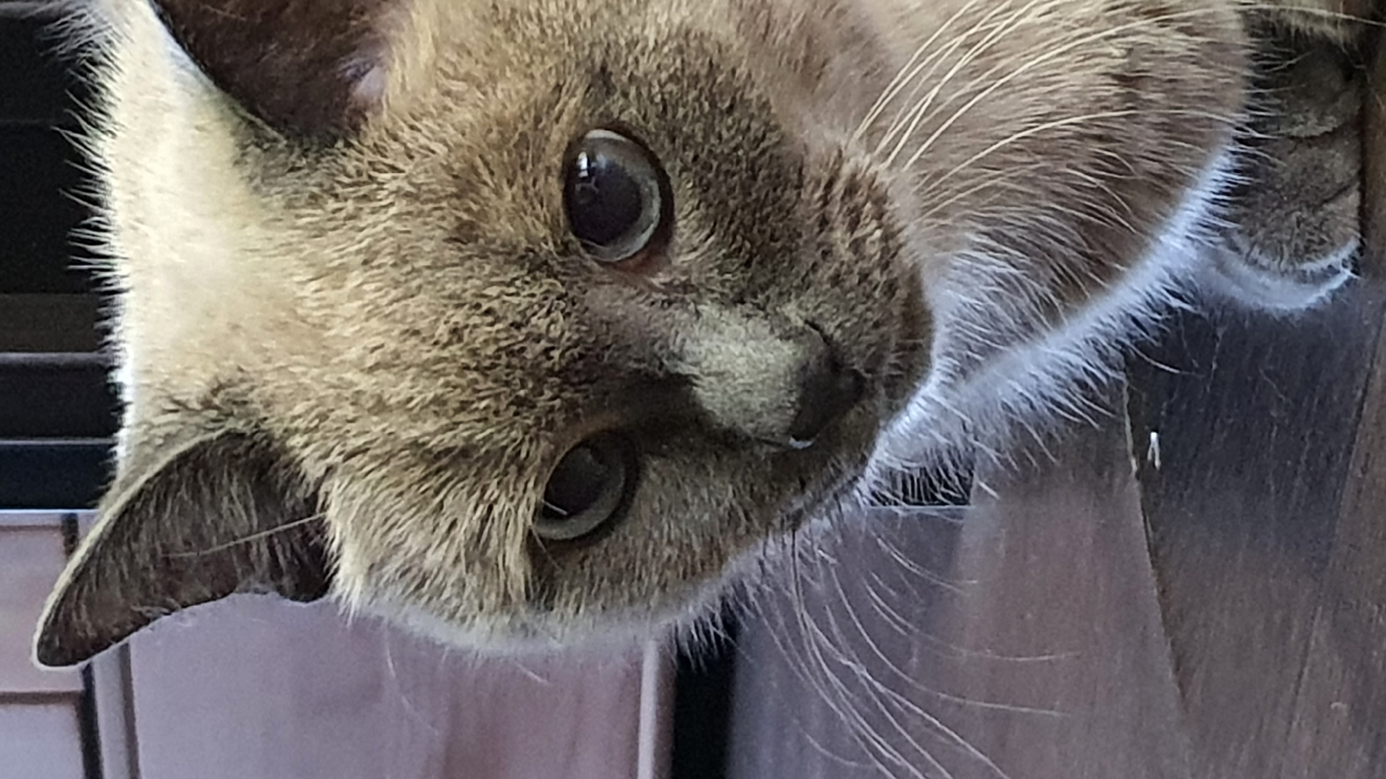 A close-up, vertical shot of a Siamese cat's face. The cat has light grey fur with darker points on its ears and face. Its eyes are large and dark. The cat is looking downwards and to its left. The background is blurred and appears to be a wooden floor. There is no visible indication of the city of Krasnoyarsk, Russia.