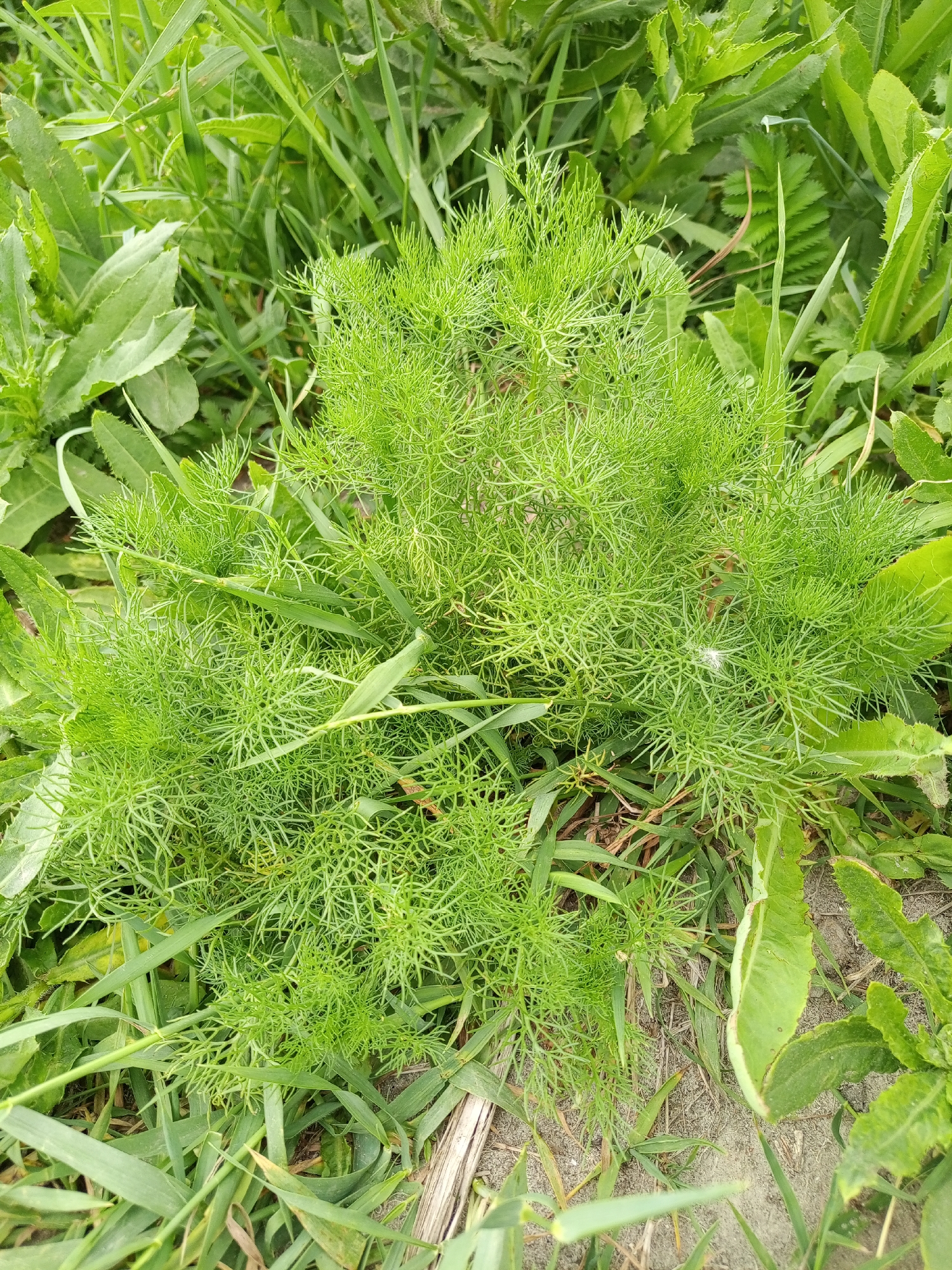 The image shows a close-up view of a patch of green vegetation, predominantly featuring feathery, dill-like plants and broader-leafed weeds. The scene is characterized by various shades of green, suggesting a natural, outdoor environment. The ground beneath the plants appears to be sandy soil. The overall impression is of a wild, uncultivated area, possibly a field or roadside in Pankrushikha, Russia. There are no people or visible human activity in the image.